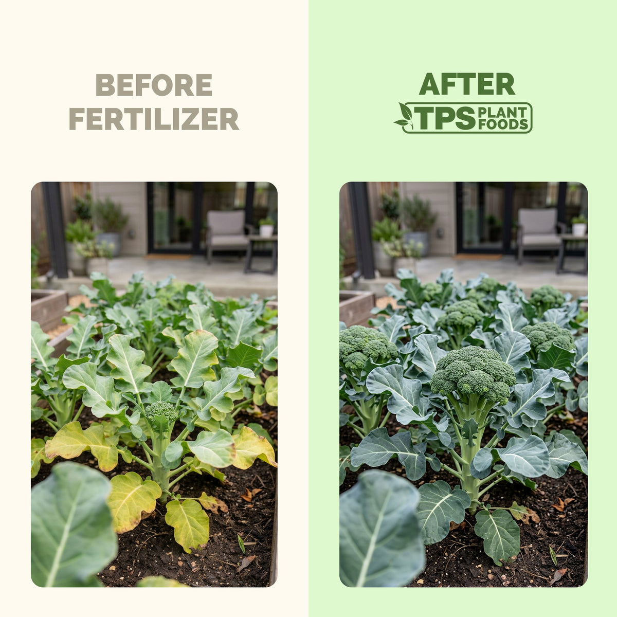 Plants before and after TPS Sulfate Of Potash: fuller, greener growth [results]