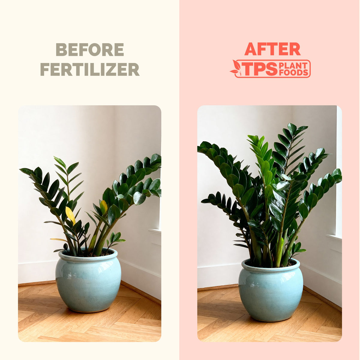 ZZ Plant Fertilizer — slide 3