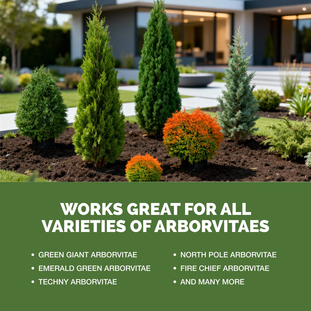 Arborvitae Fertilizer — slide 5