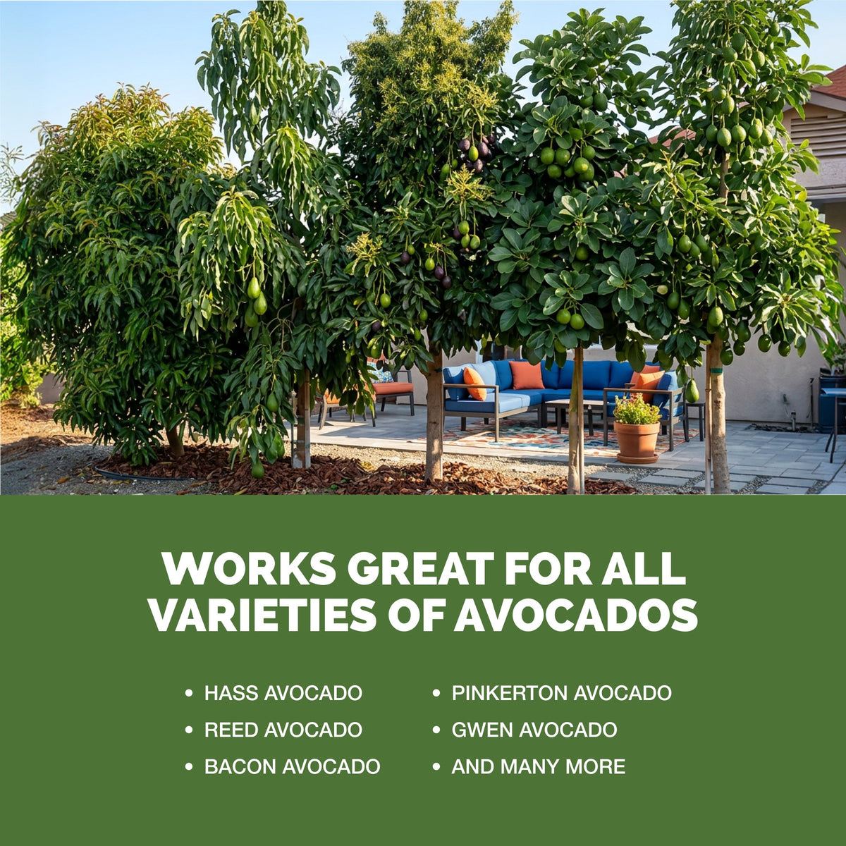 Avocado Tree Fertilizer — slide 5