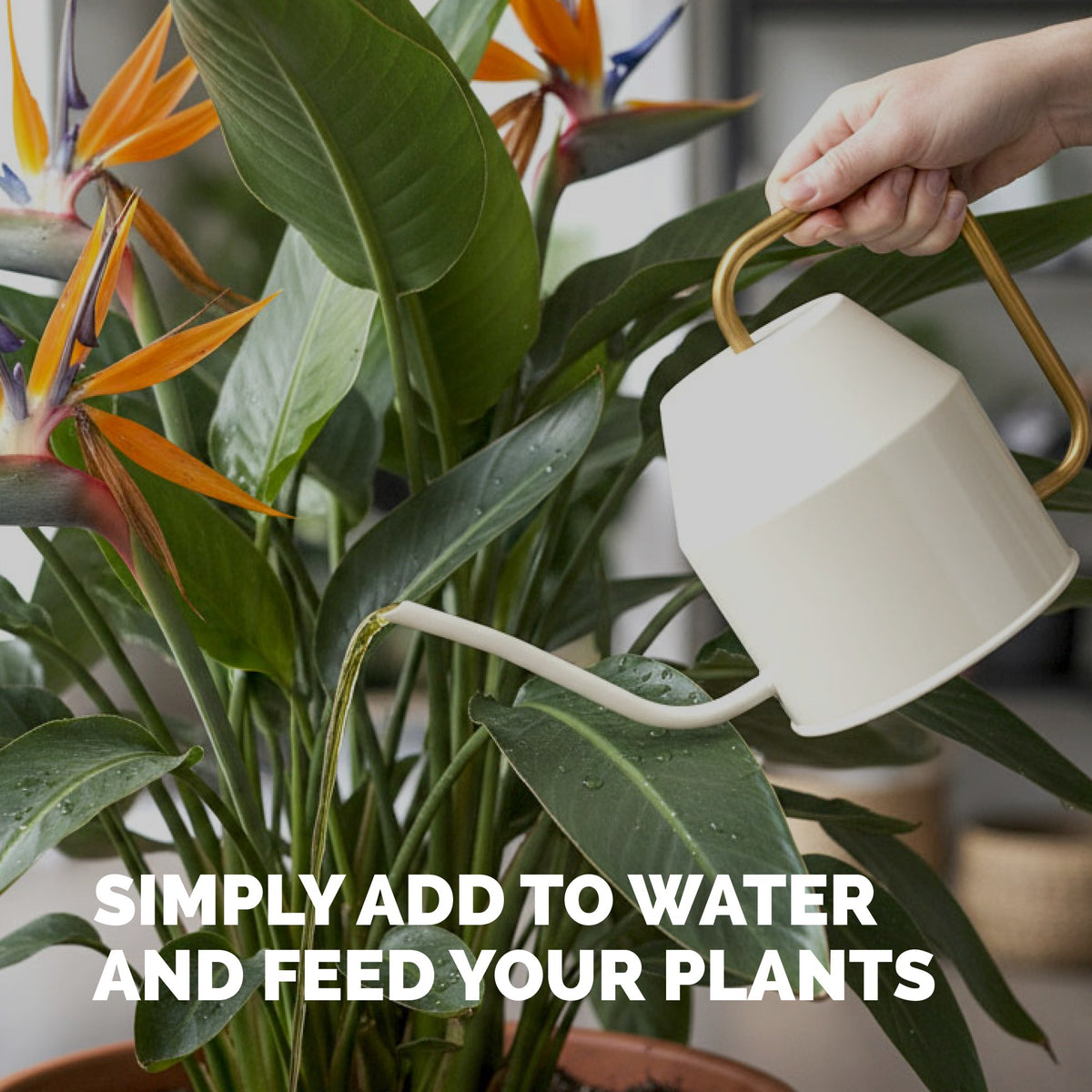 Bird of Paradise Fertilizer — slide 5