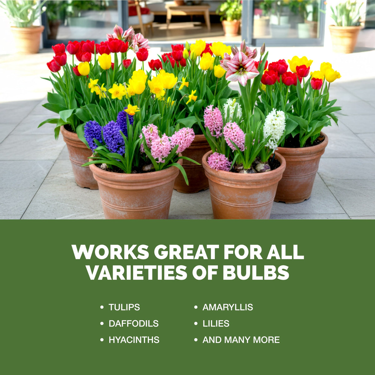Bulb Fertilizer — slide 5