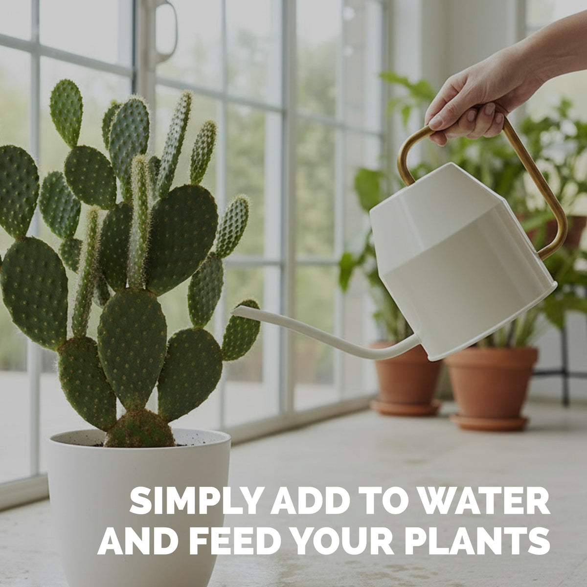 Feeding cactus with TPS Cactus Fertilizer mixed into a watering can