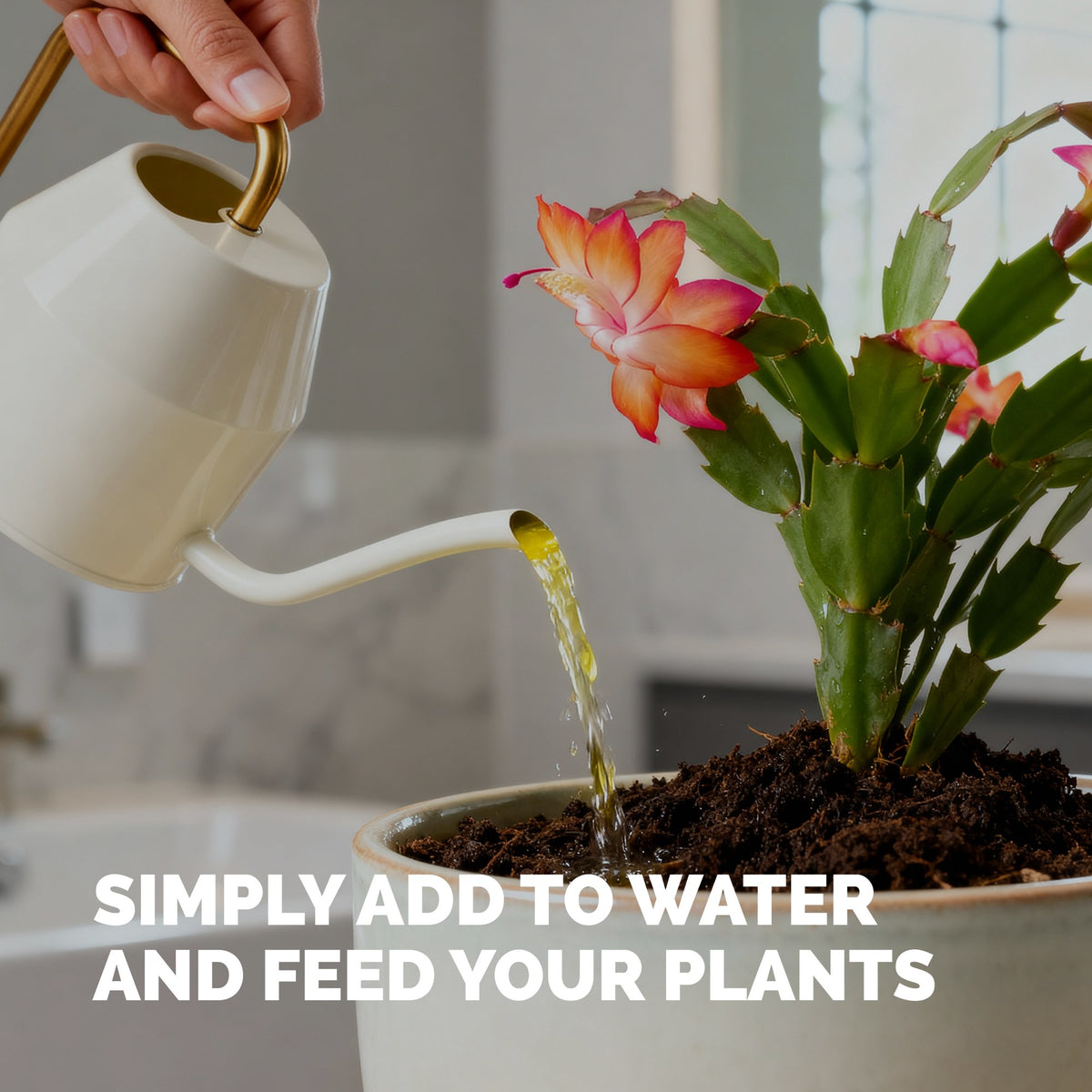 Christmas Cactus Fertilizer — slide 5