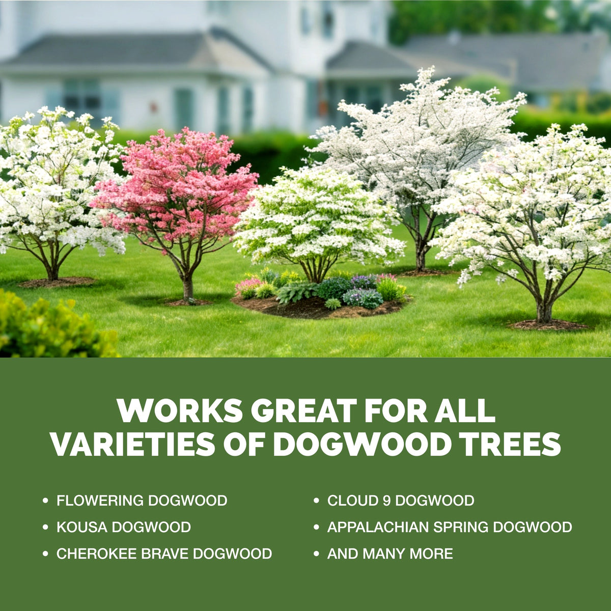 Dogwood Tree Fertilizer — slide 5