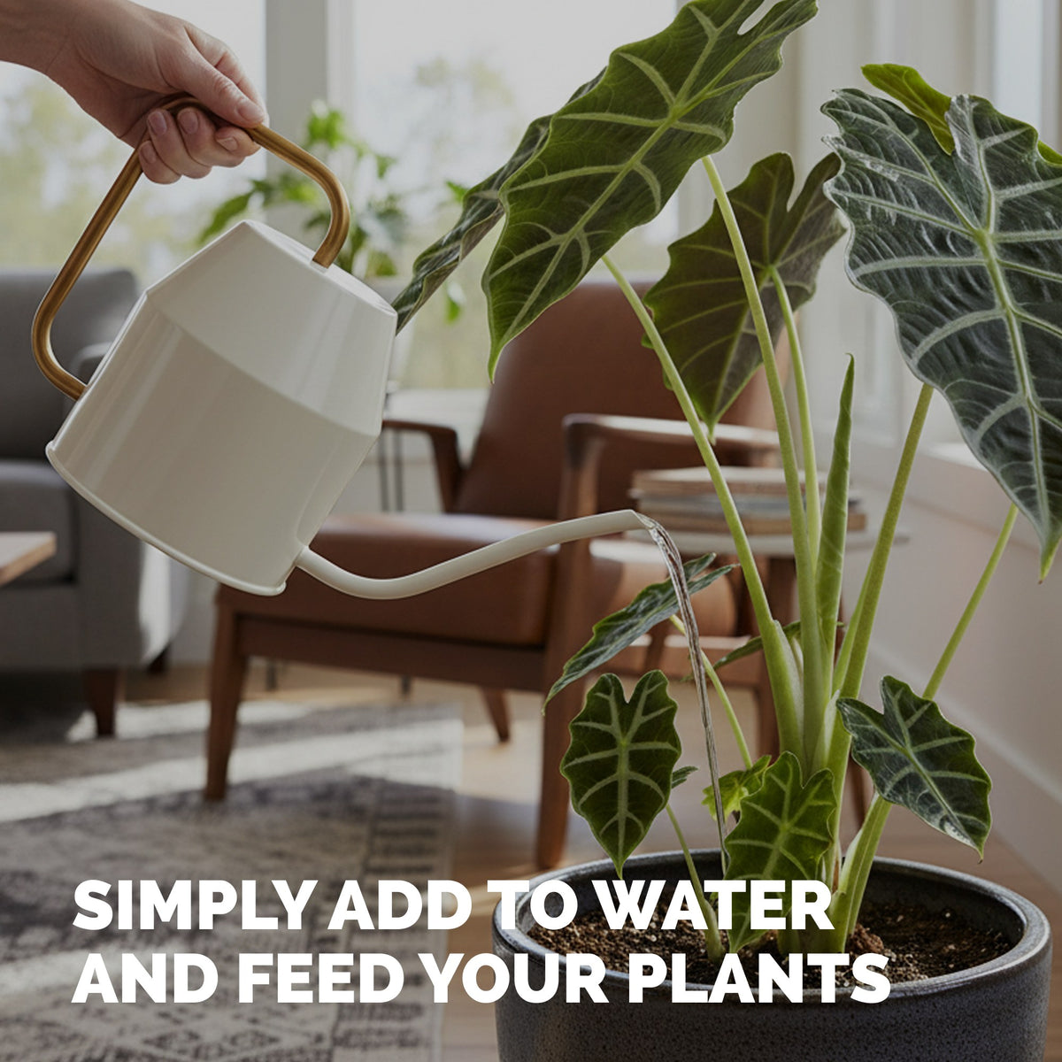 Elephant Ear Fertilizer — slide 5