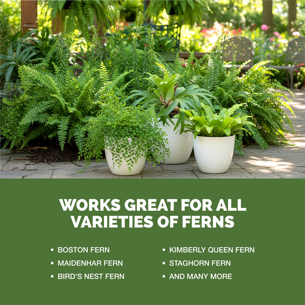 Fern Fertilizer — slide 5