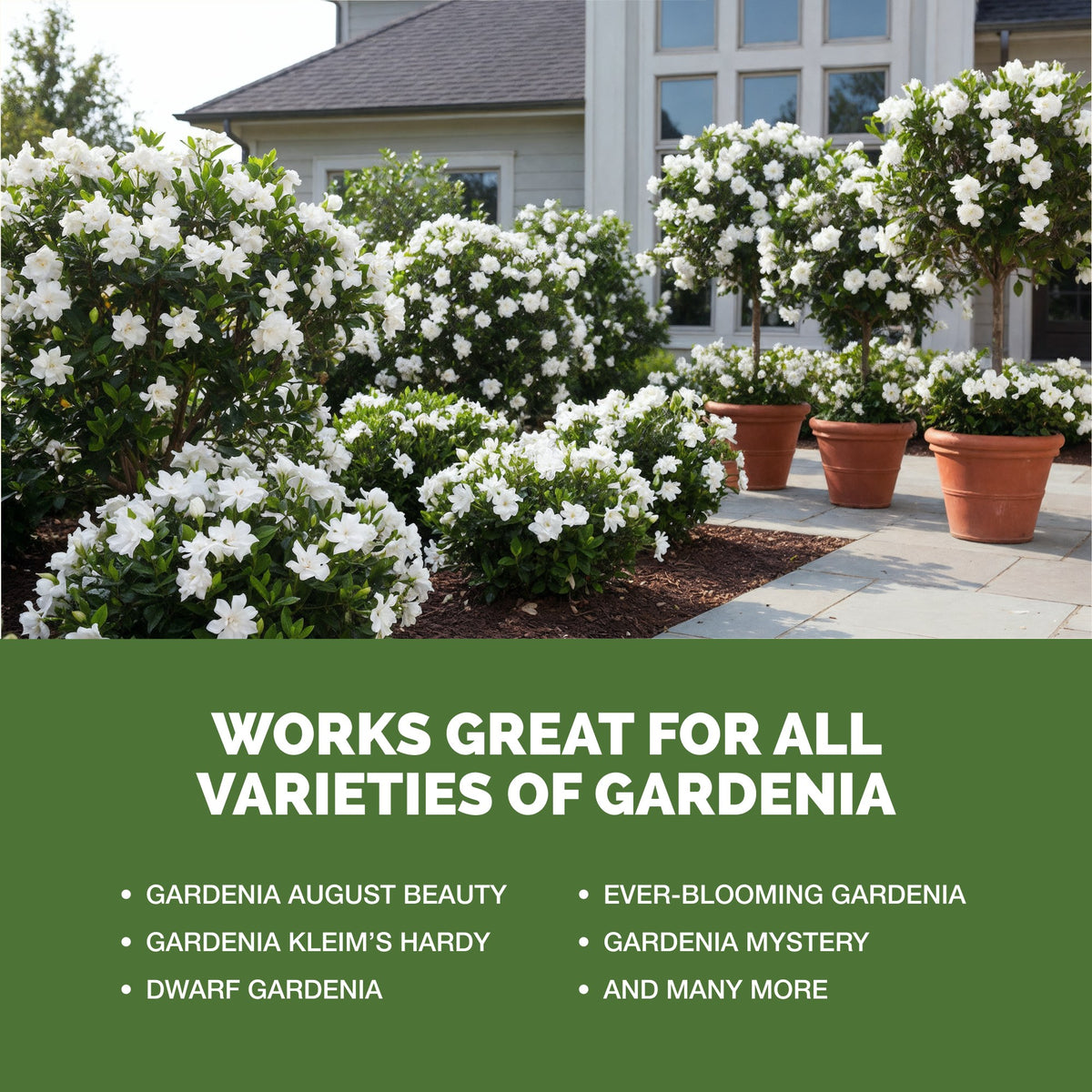Gardenia Fertilizer — slide 5