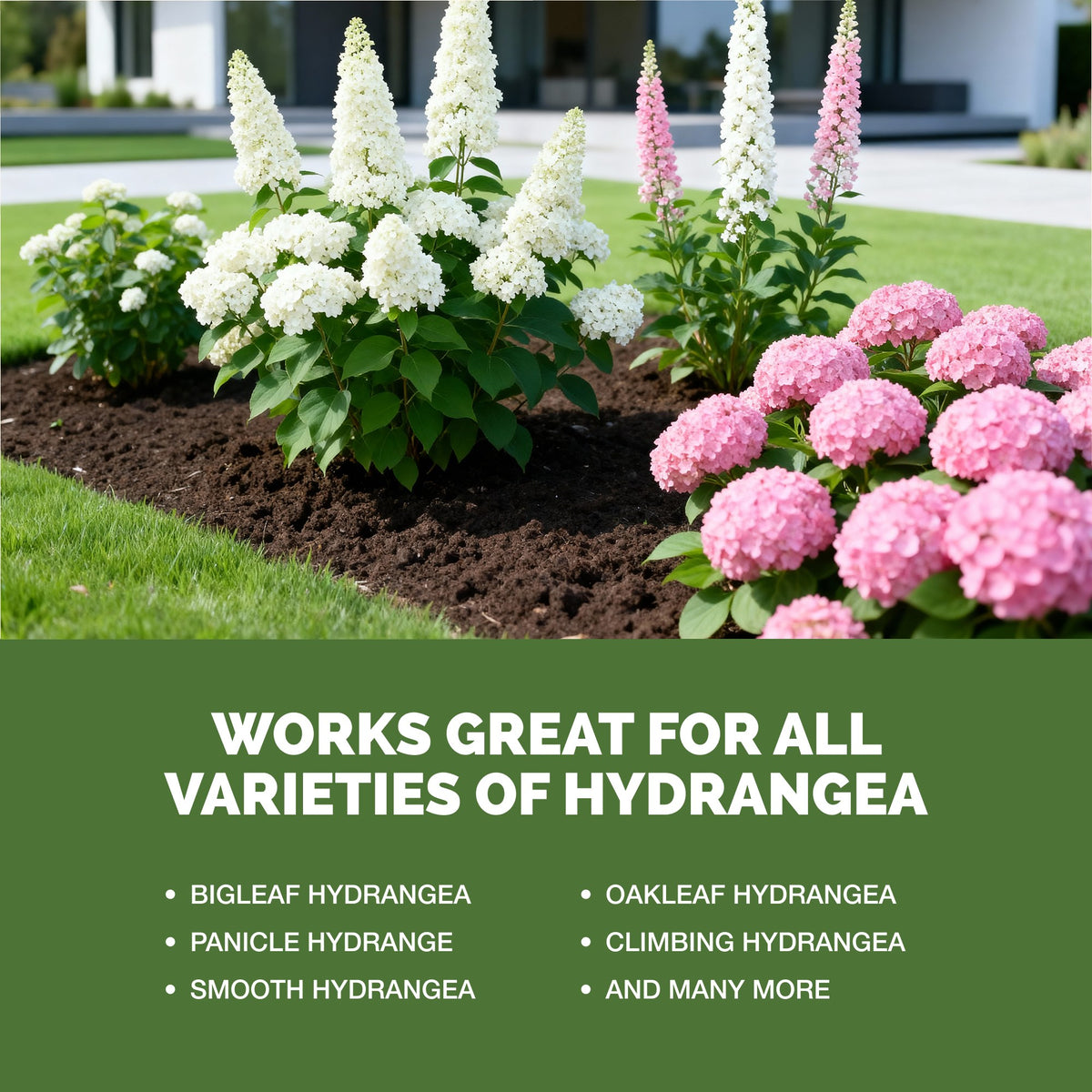 TPS Hydrangea Fertilizer works for all varieties of hydrangea