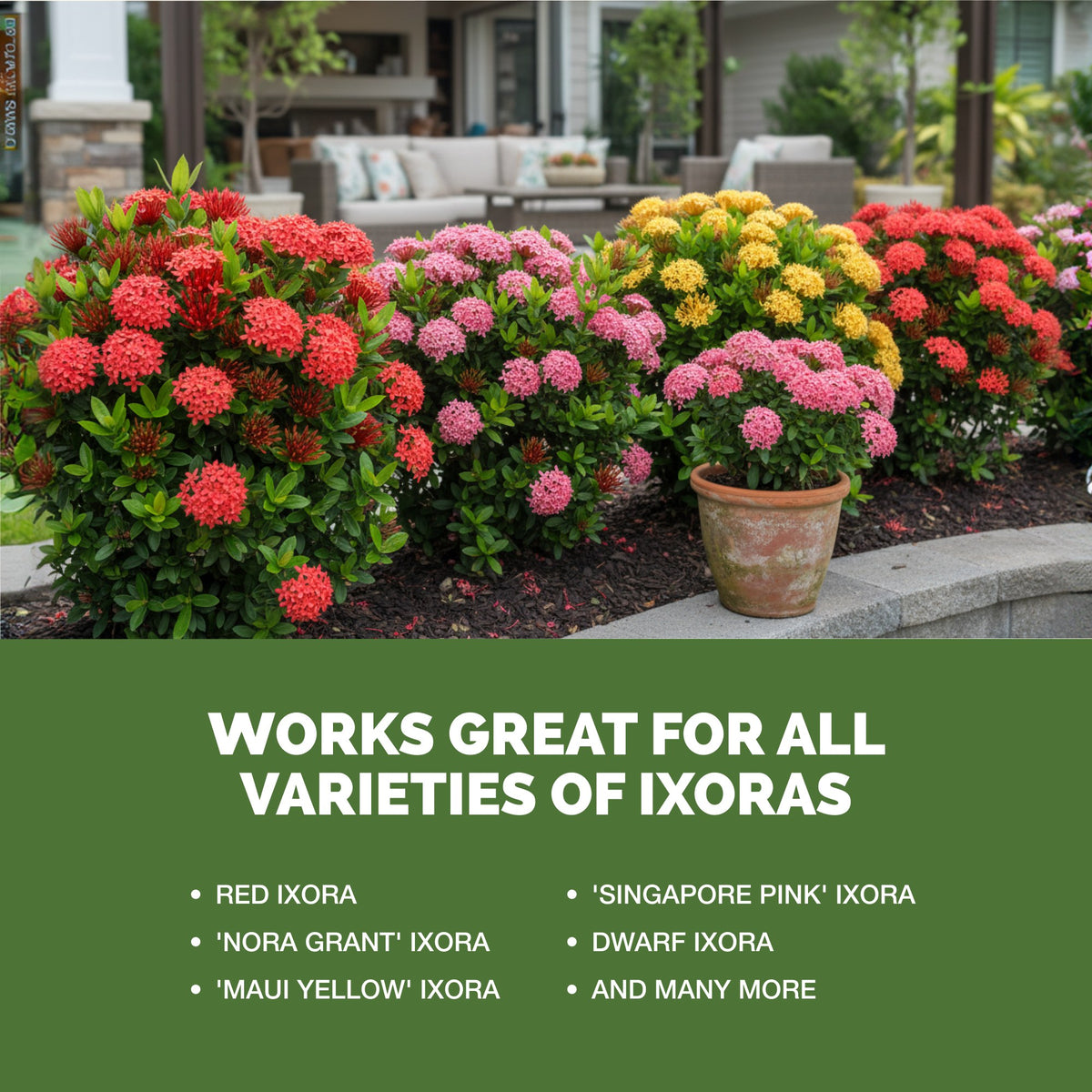 TPS Ixora Fertilizer works for all varieties of ixora