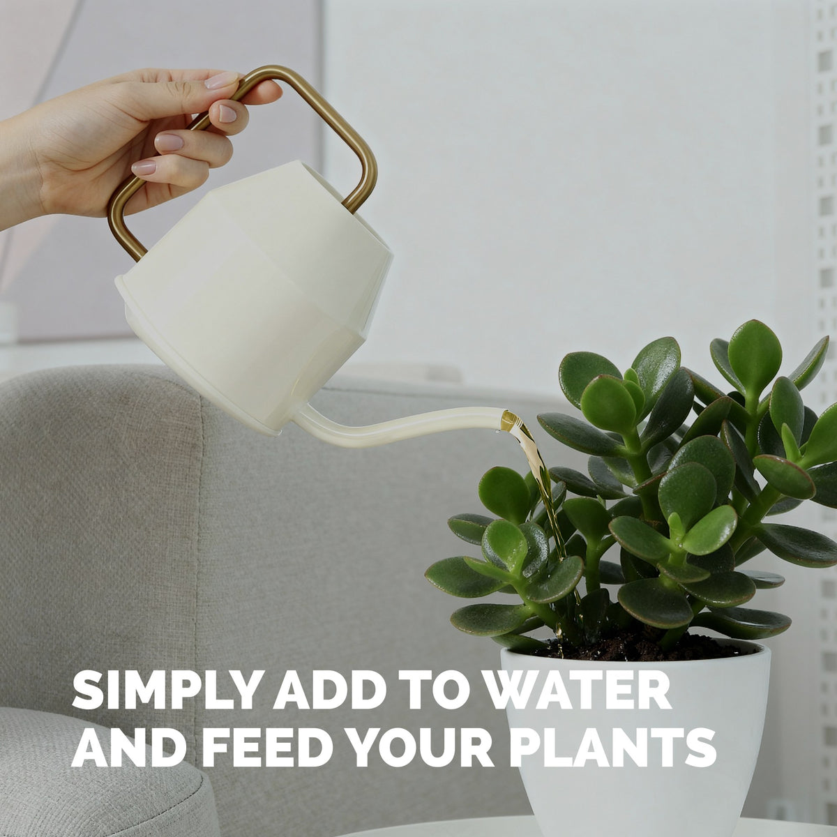 Feeding jade with TPS Jade Fertilizer mixed into a watering can [how-to]