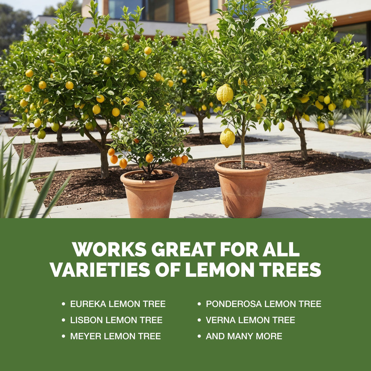 Lemon Tree Fertilizer — slide 5