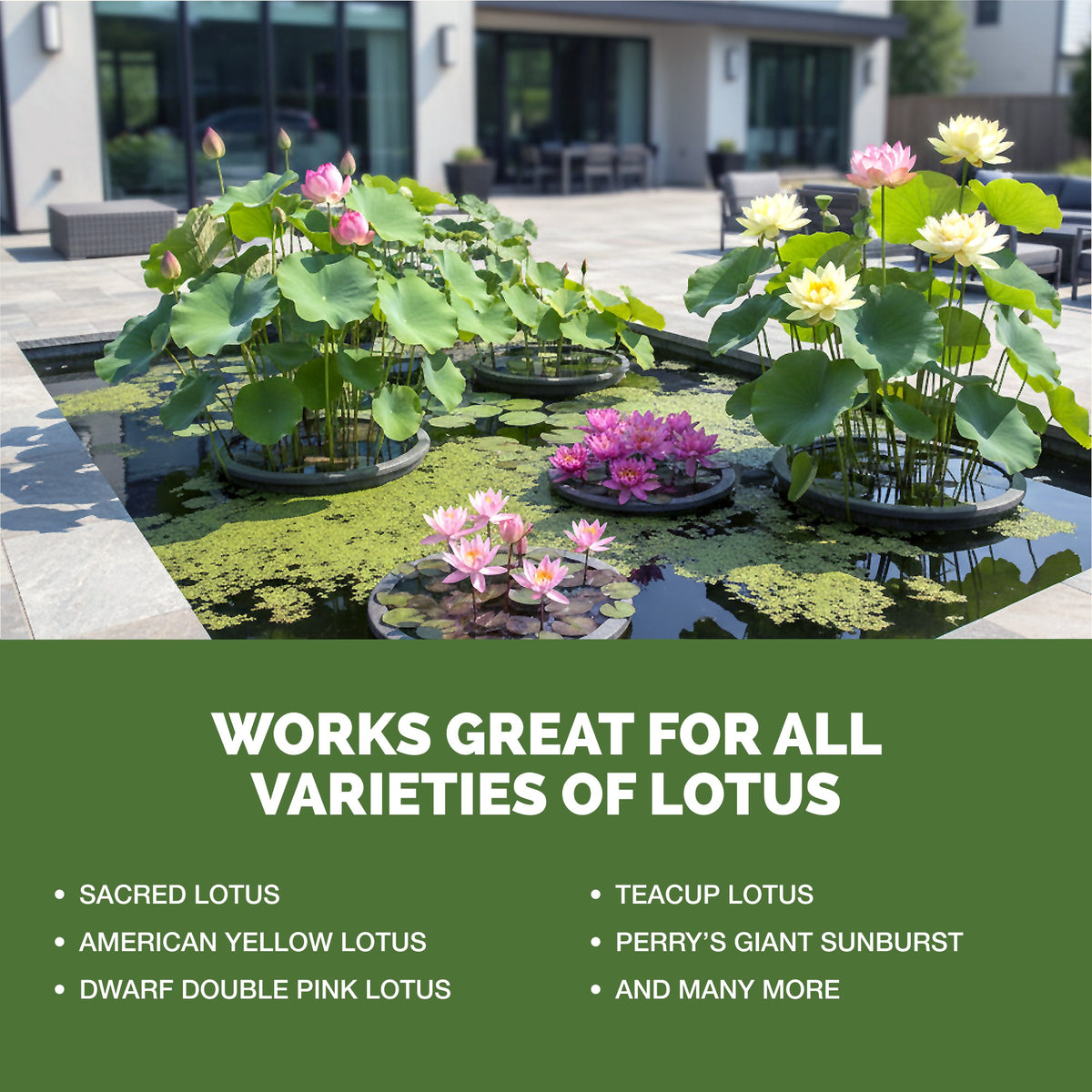 Works great for all varieties of lotus: sacred lotus, American yellow lotus, dwarf double pink lotus, teacup lotus, Perry's Giant Sunburst and more, shown above a planted garden pond [other]