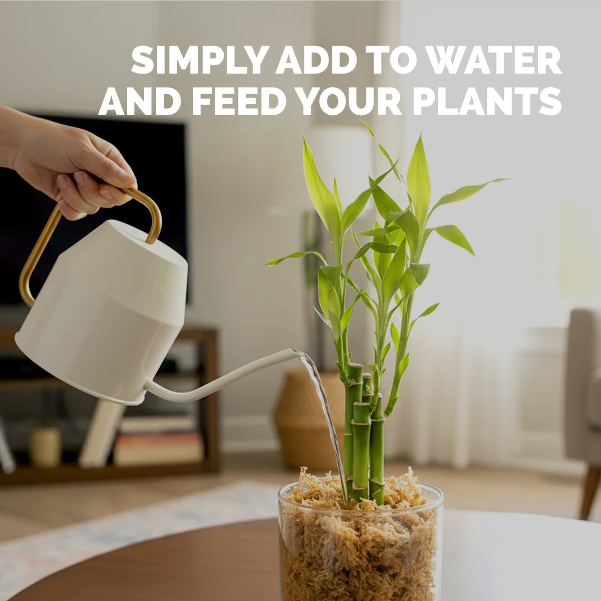 Feeding lucky bamboo with TPS Lucky Bamboo Fertilizer mixed into a watering can [how-to]