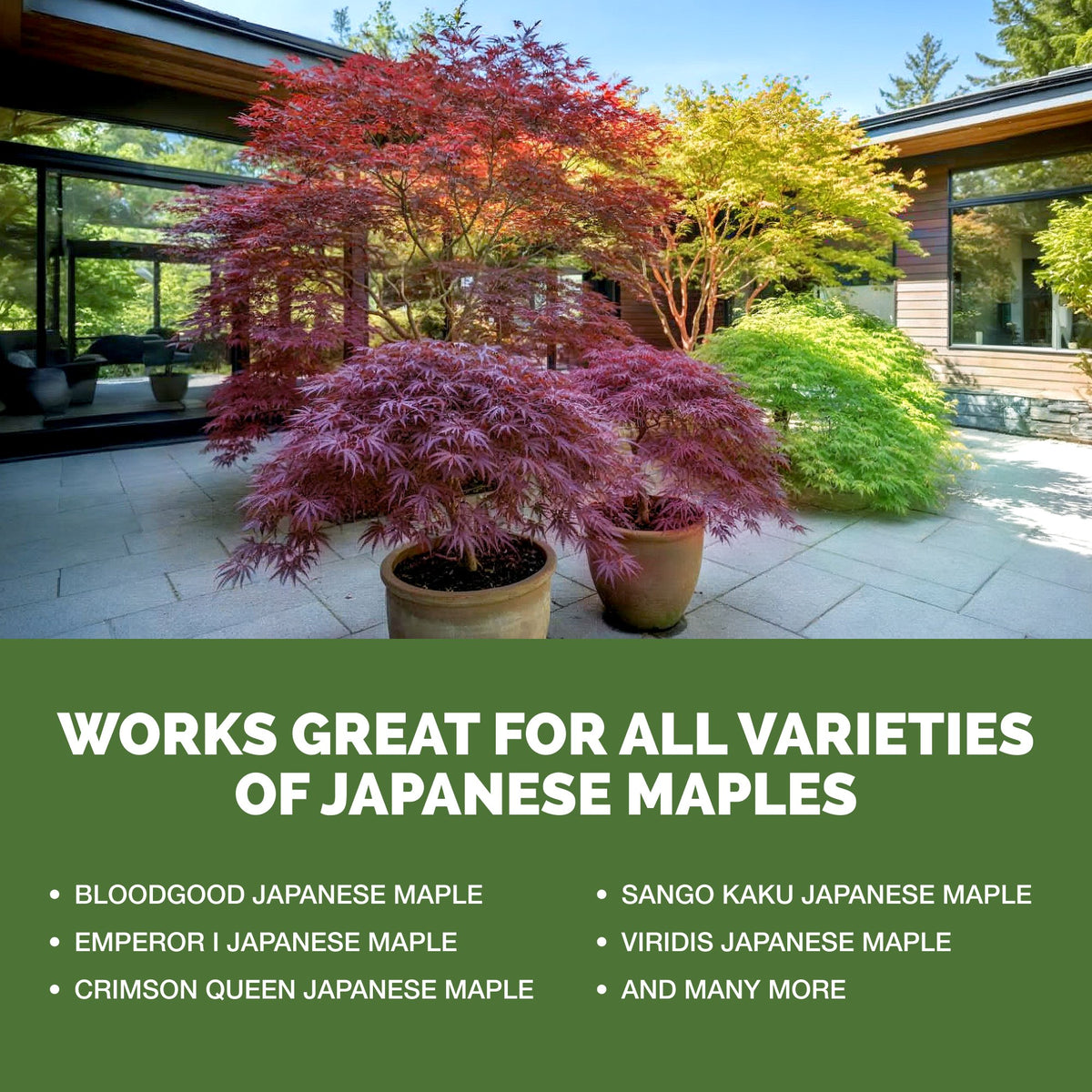 TPS Japanese Maple Fertilizer works for all varieties of japanese maple [other]