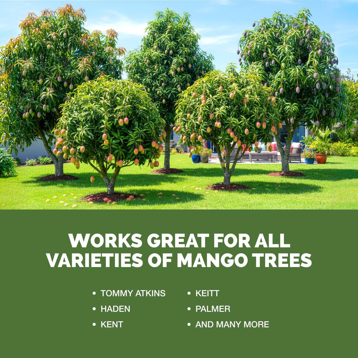 Mango Tree Fertilizer — slide 5