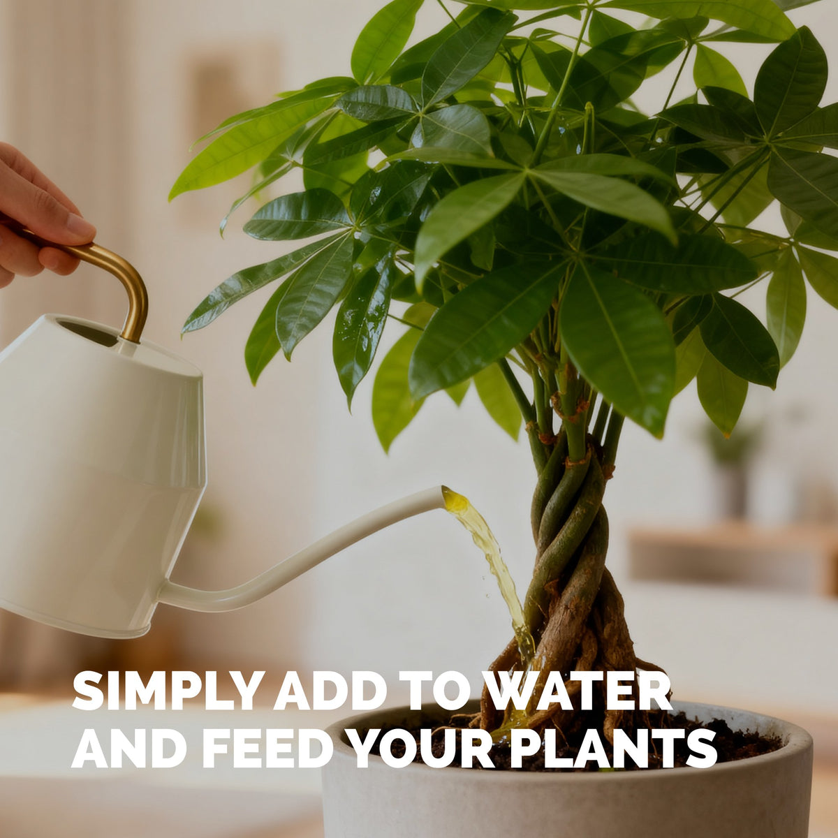 Money Tree Fertilizer — slide 5