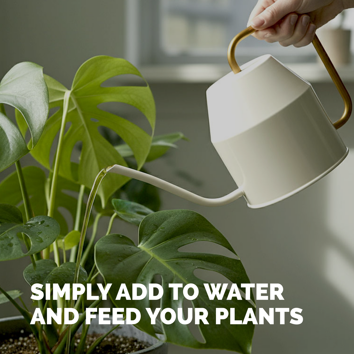 Feeding a monstera with TPS Monstera Plant Food mixed into a watering can