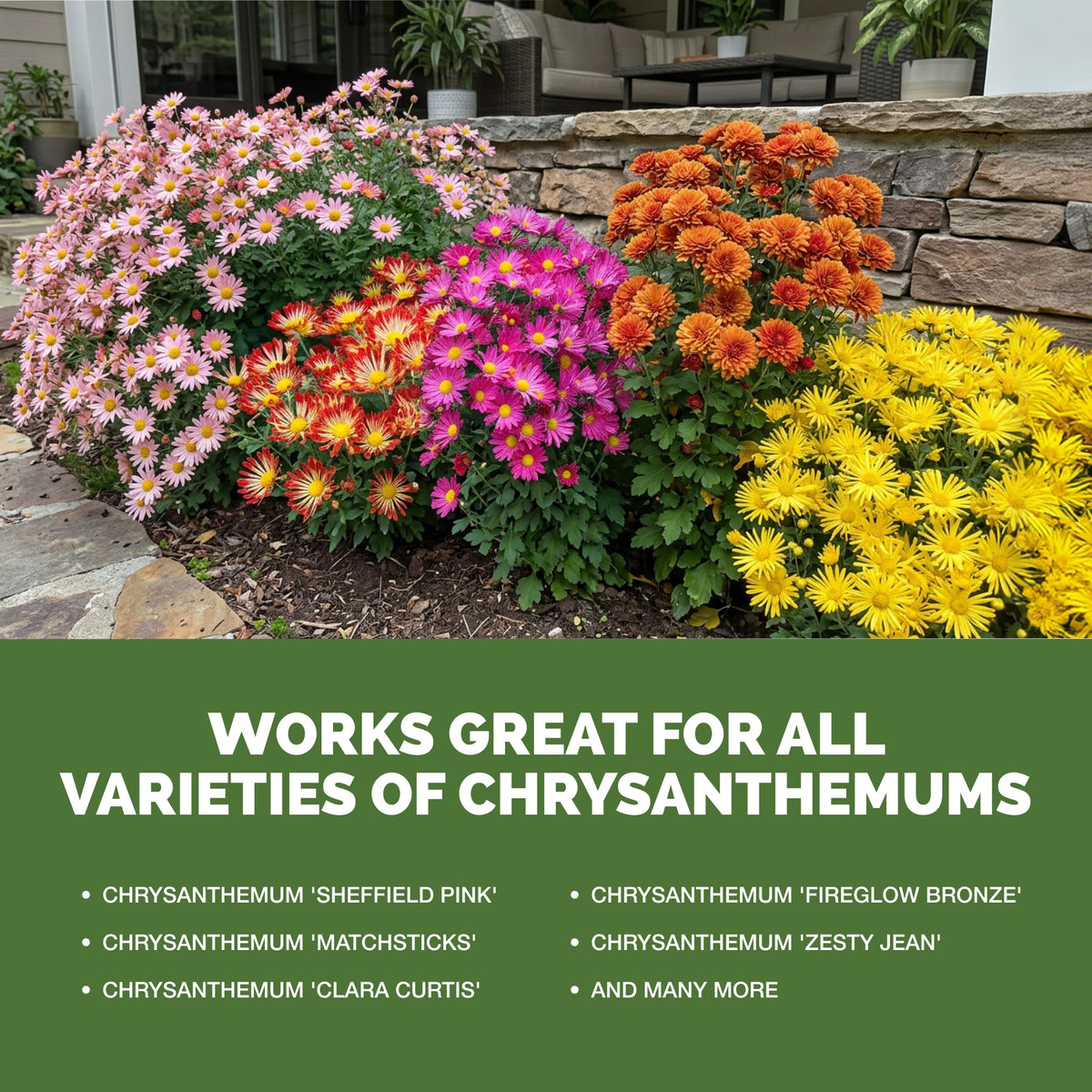 TPS Mum Fertilizer works for all varieties of mum