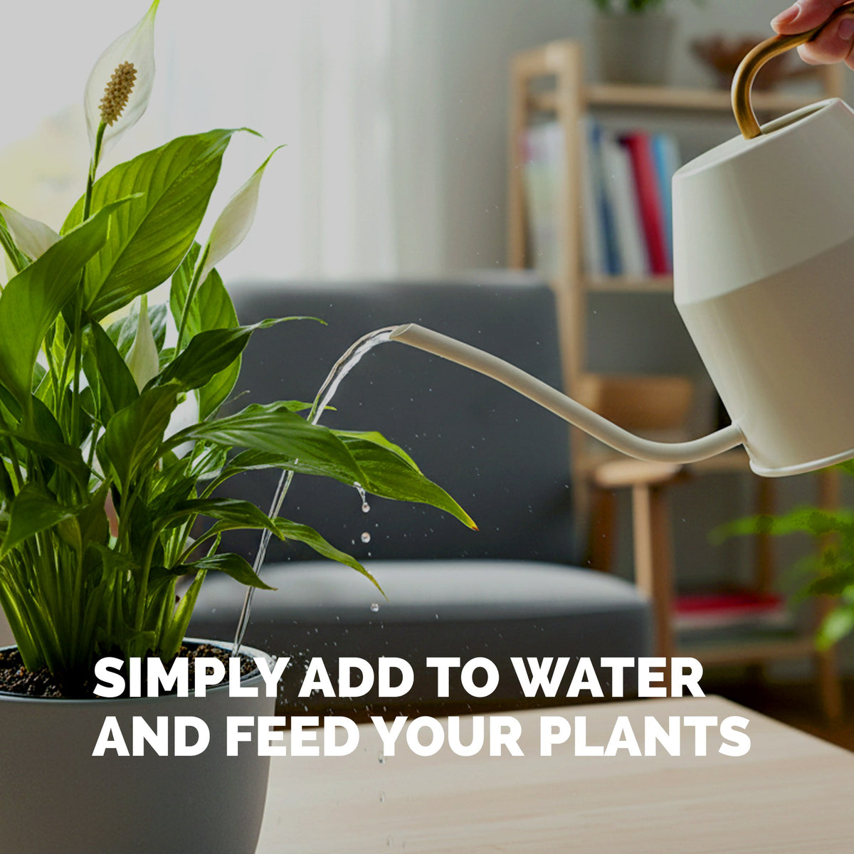 Feeding a peace lily with TPS Peace Lily Fertilizer mixed into a watering can