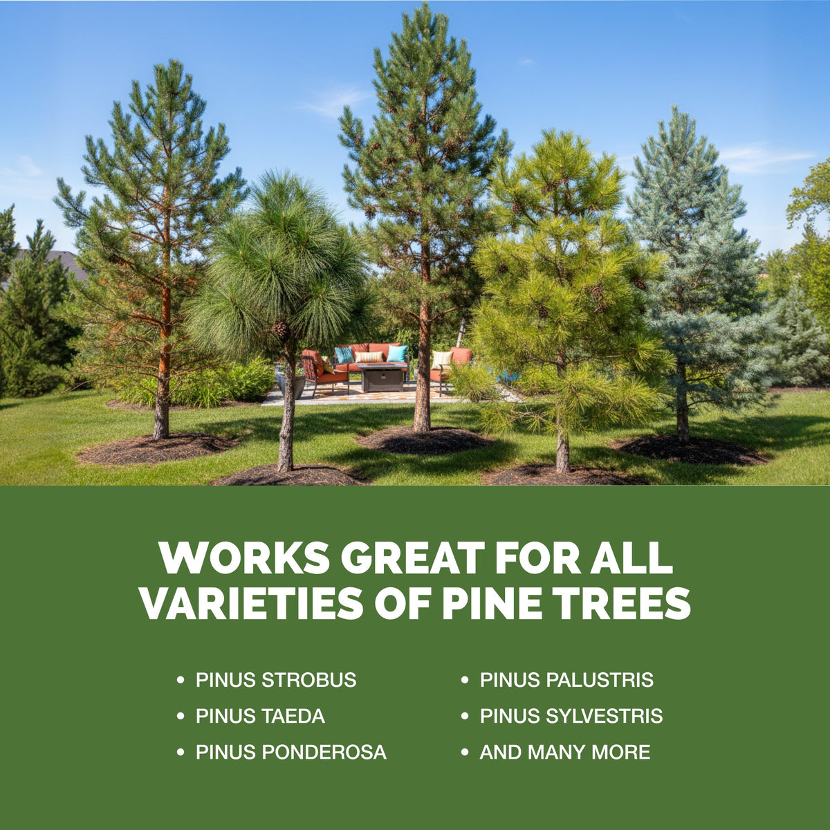 TPS Pine Tree Fertilizer works for all varieties of pine tree
