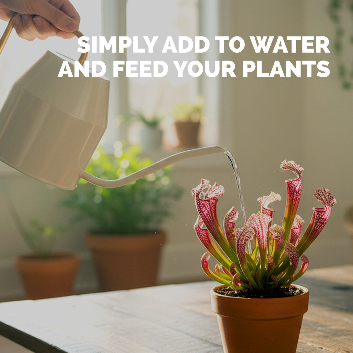 Feeding pitcher with TPS Pitcher Plant Food mixed into a watering can [how-to]
