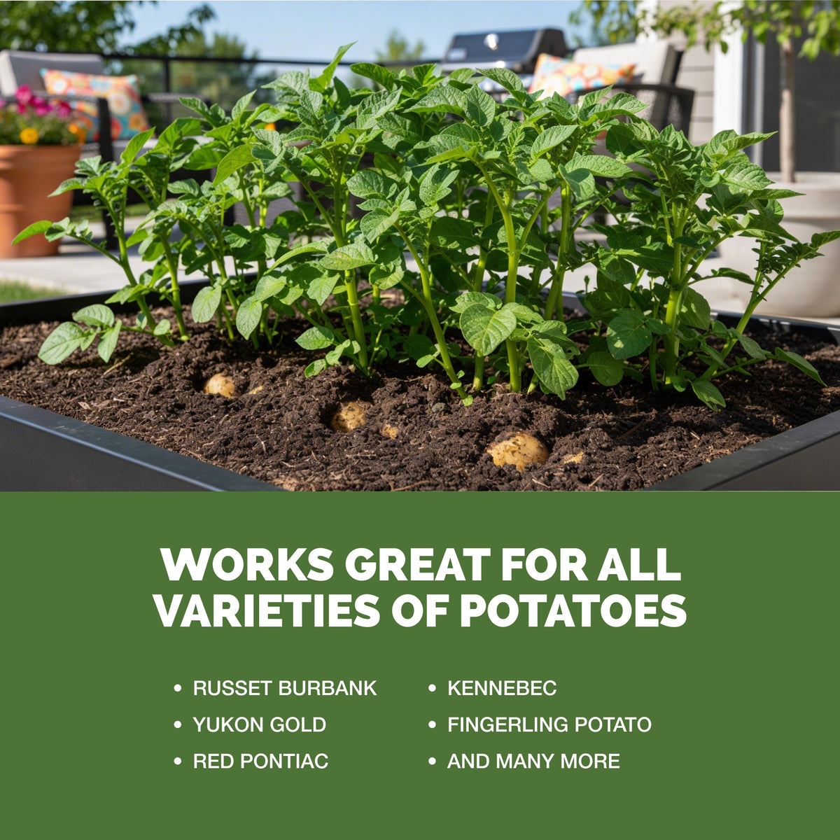 TPS Potato Fertilizer works for all varieties of potato