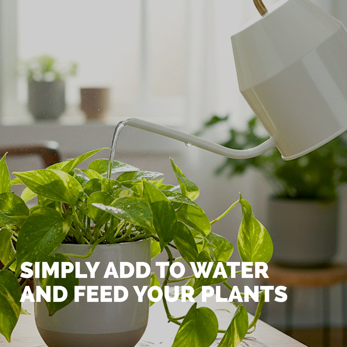 Feeding pothos with TPS Pothos Fertilizer mixed into a watering can