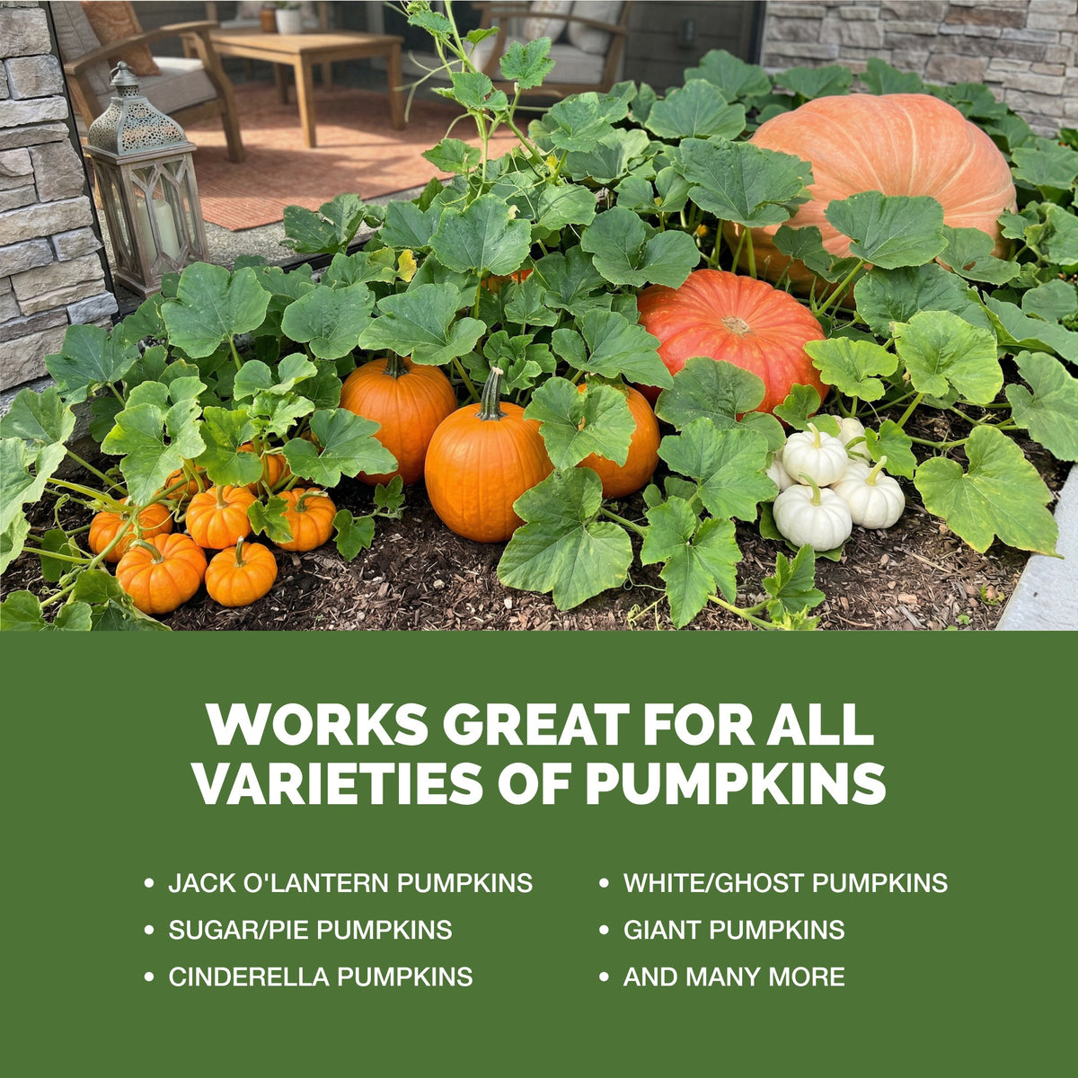 TPS Pumpkin Fertilizer works for all varieties of pumpkin