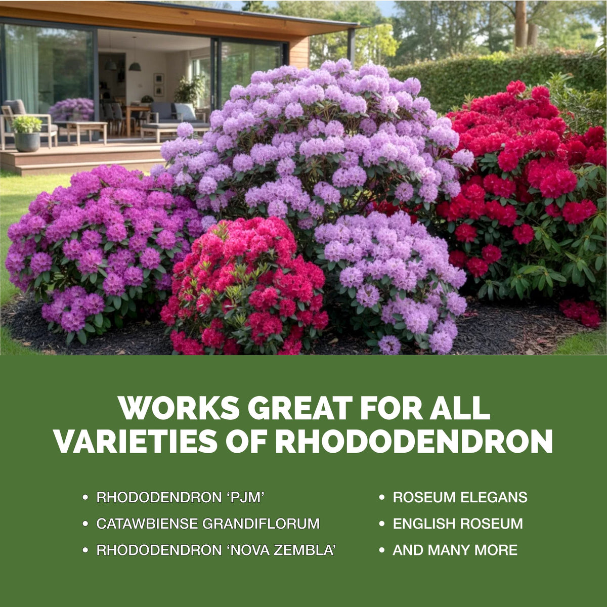 TPS Rhododendron Fertilizer works for all varieties of rhododendron