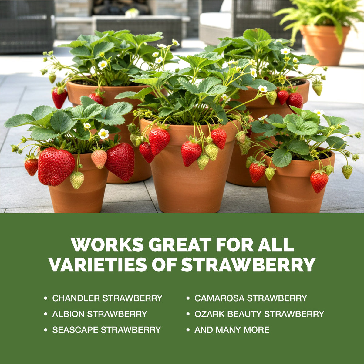 Strawberry Fertilizer — slide 5