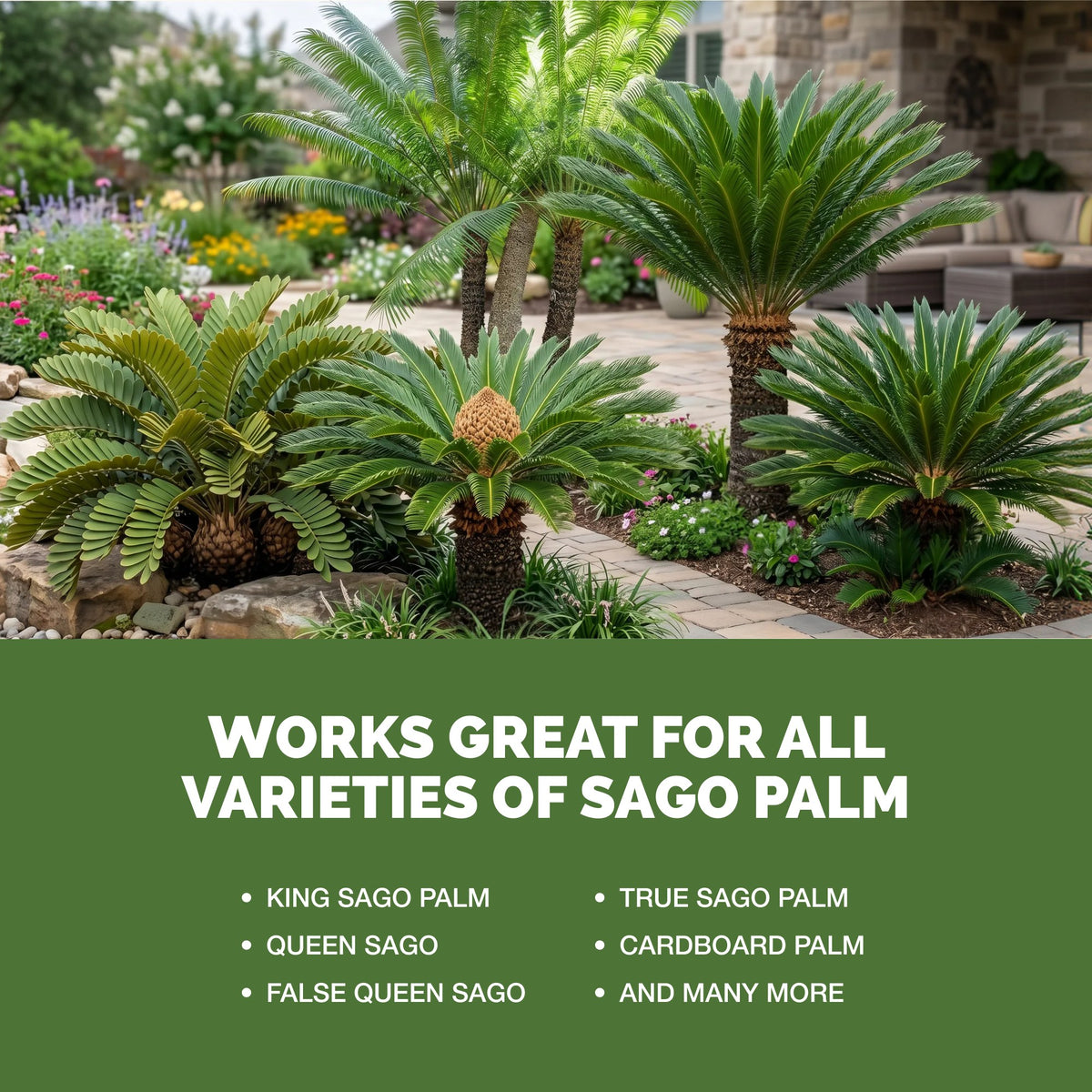 TPS Sago Palm Fertilizer works for all varieties of sago palm