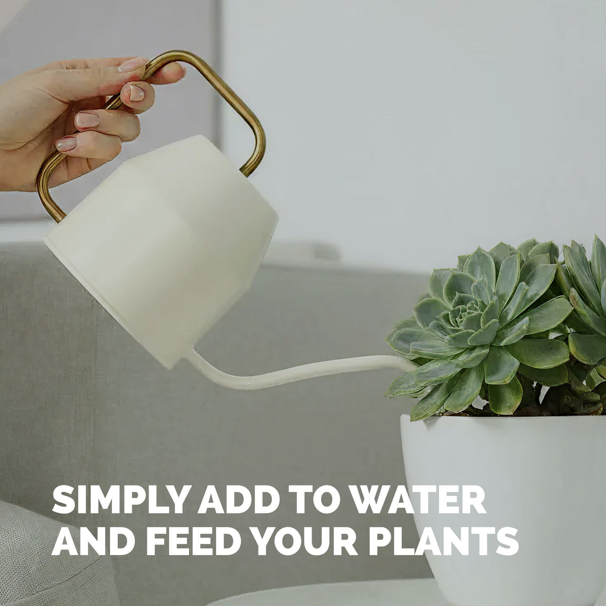 Succulent Plant Food — slide 5