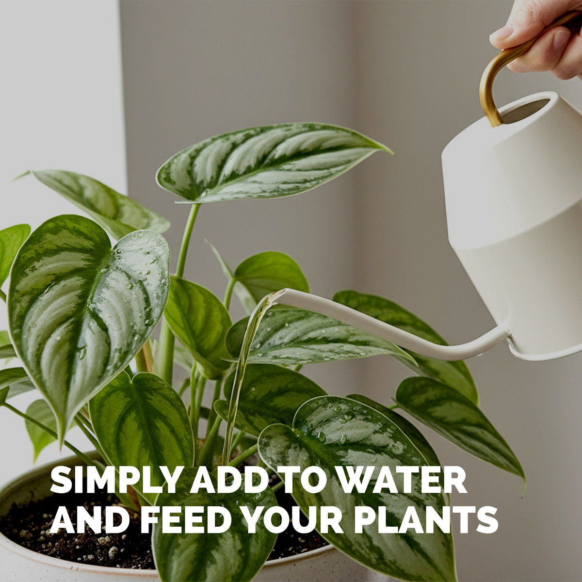 Tropical Plant Fertilizer — slide 5