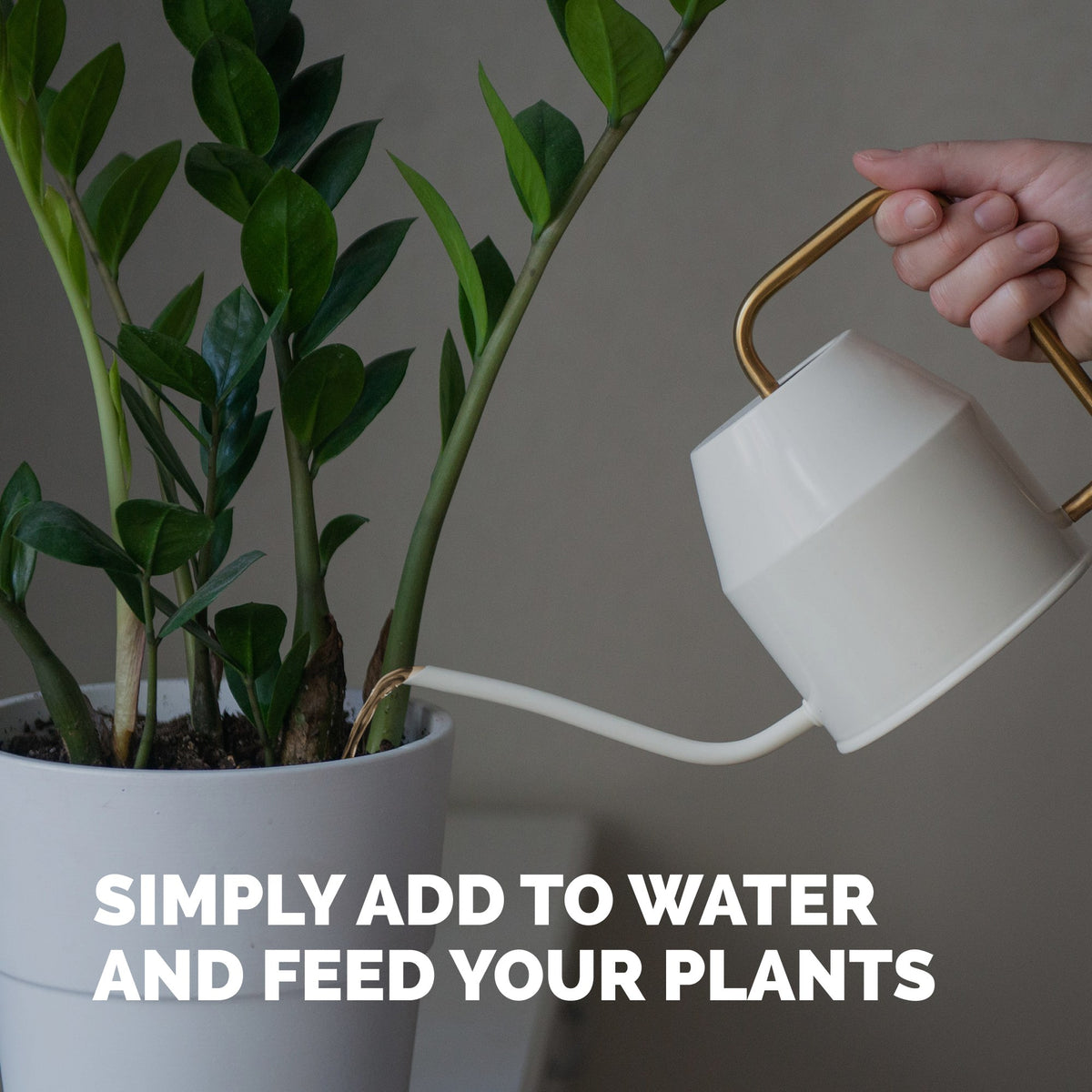 ZZ Plant Fertilizer — slide 5
