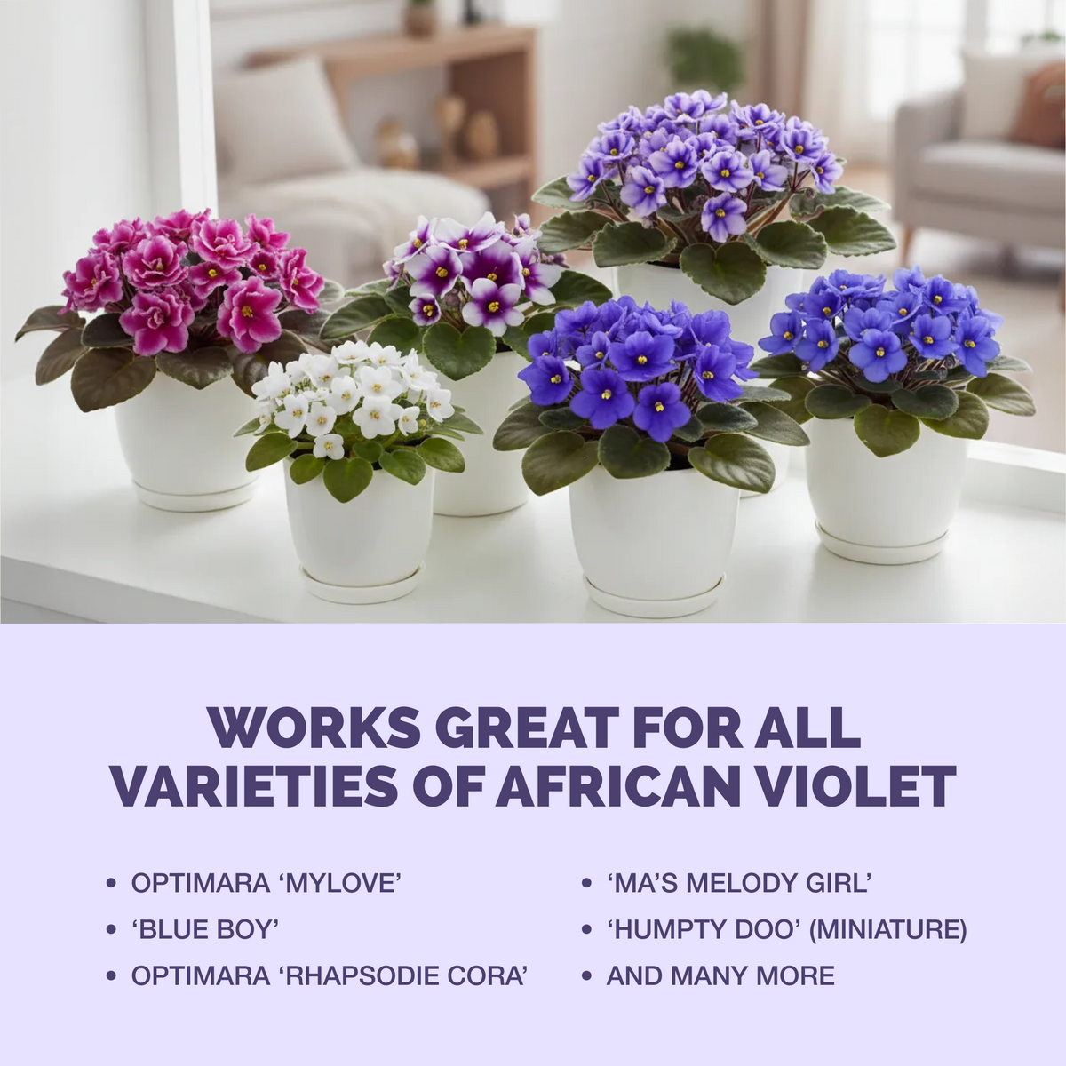 African Violet Fertilizer — slide 6