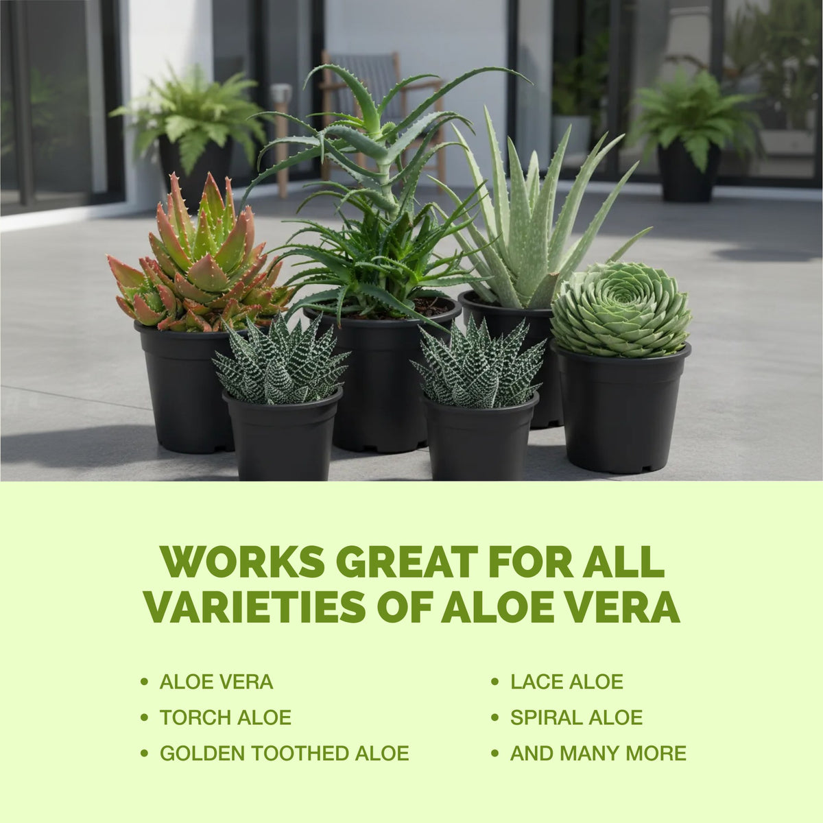 Aloe Vera Fertilizer — slide 6