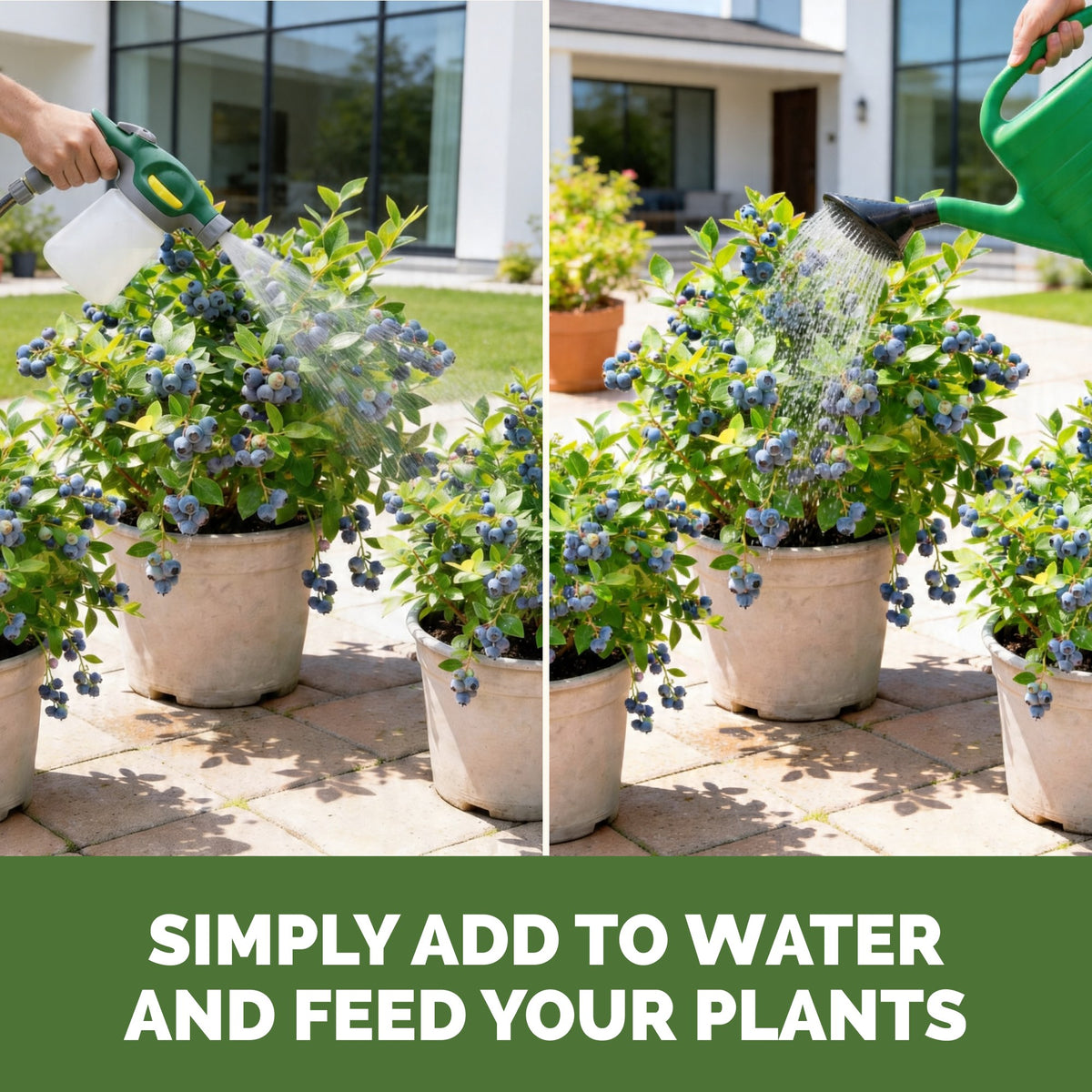 Feeding berry with TPS Berry Fertilizer by watering can or hose-end sprayer [how-to]