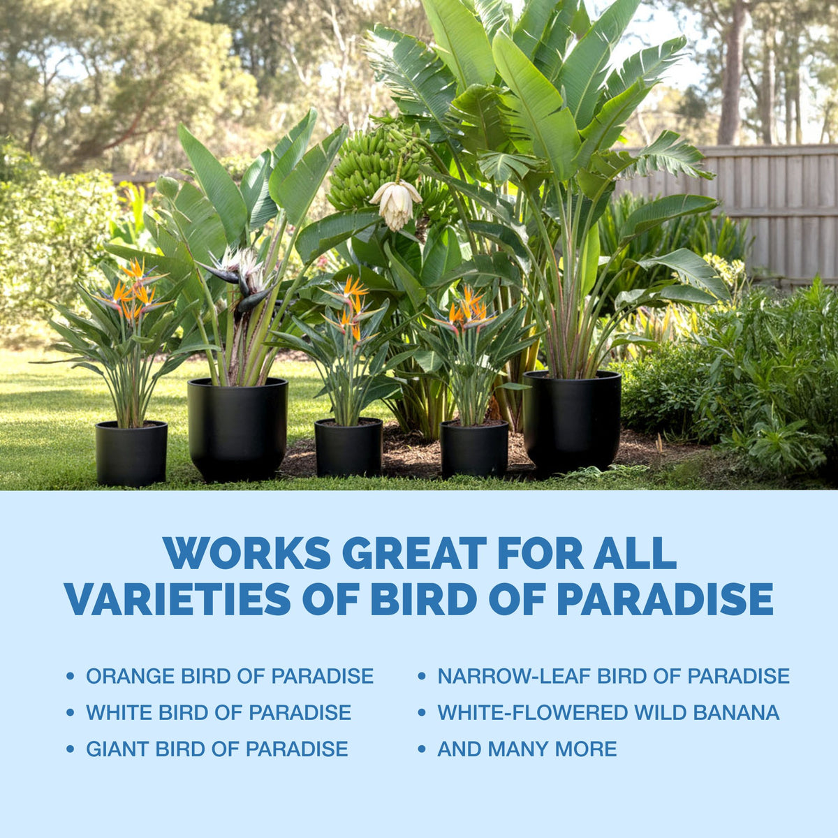 Bird of Paradise Fertilizer — slide 6
