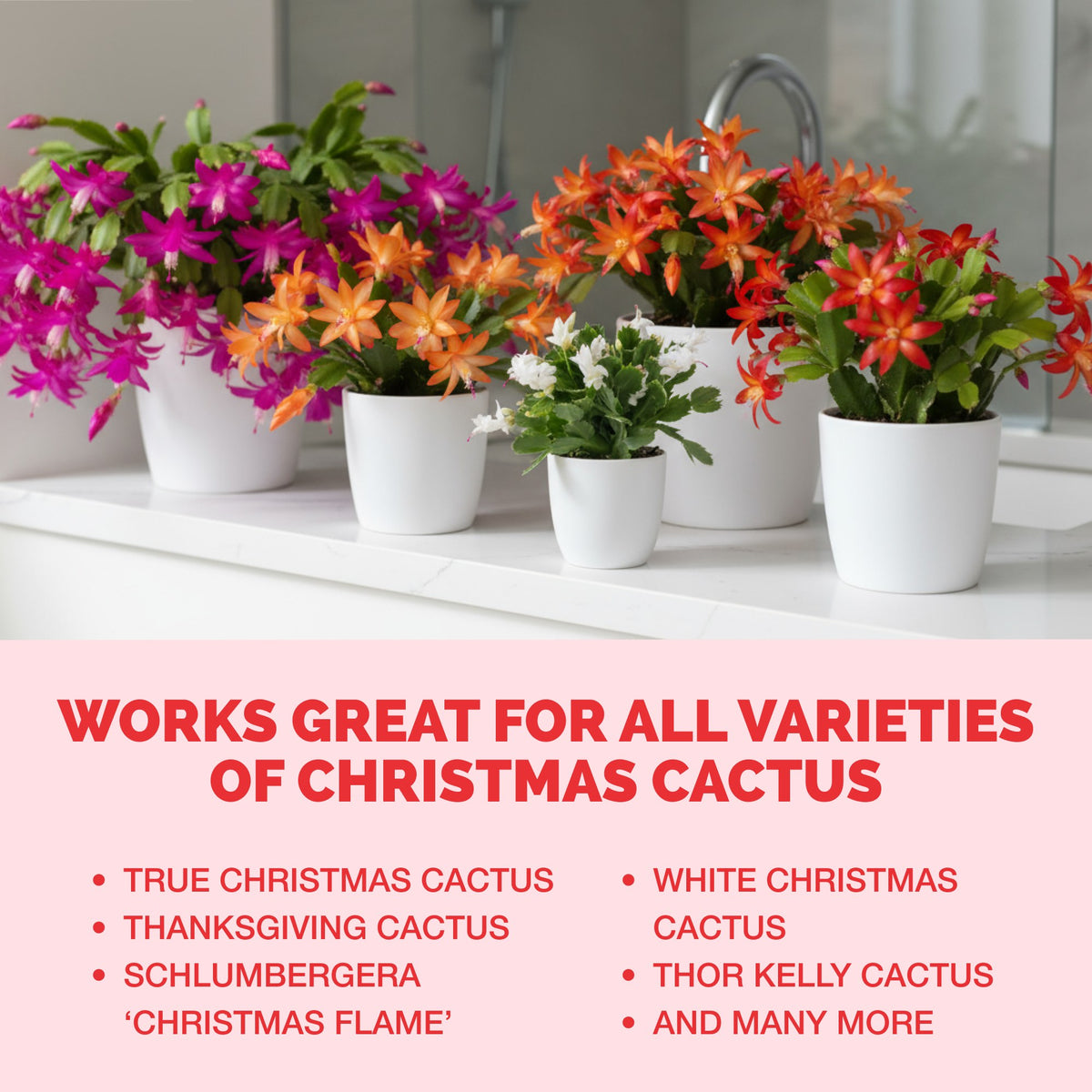 Christmas Cactus Fertilizer — slide 6