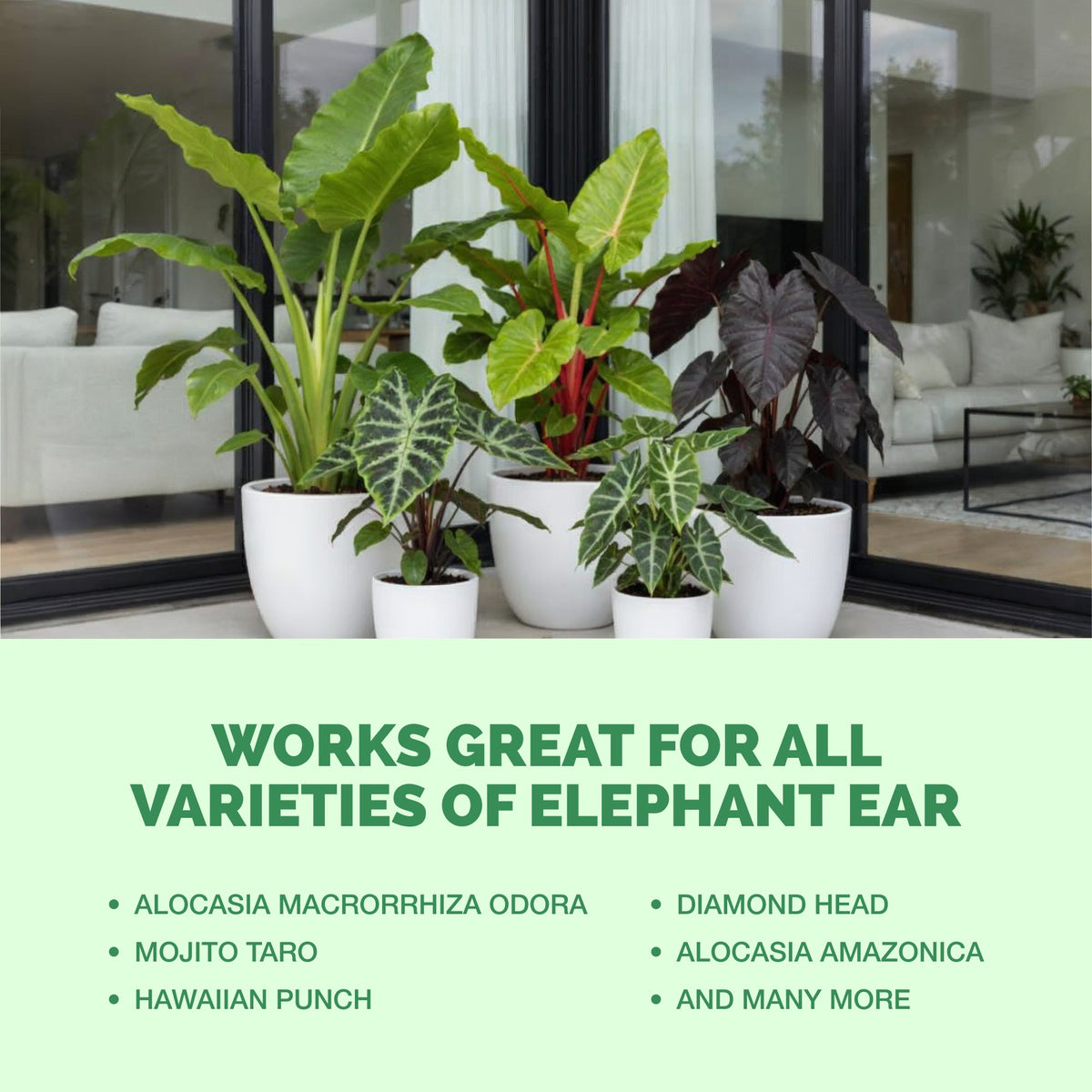 Elephant Ear Fertilizer — slide 6