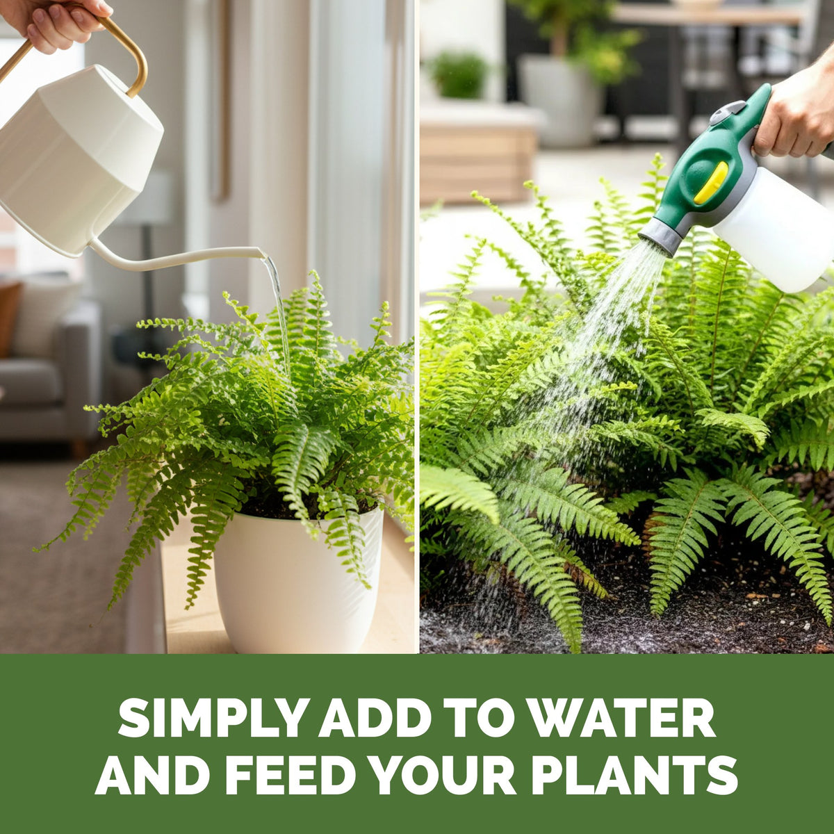 Fern Fertilizer — slide 6