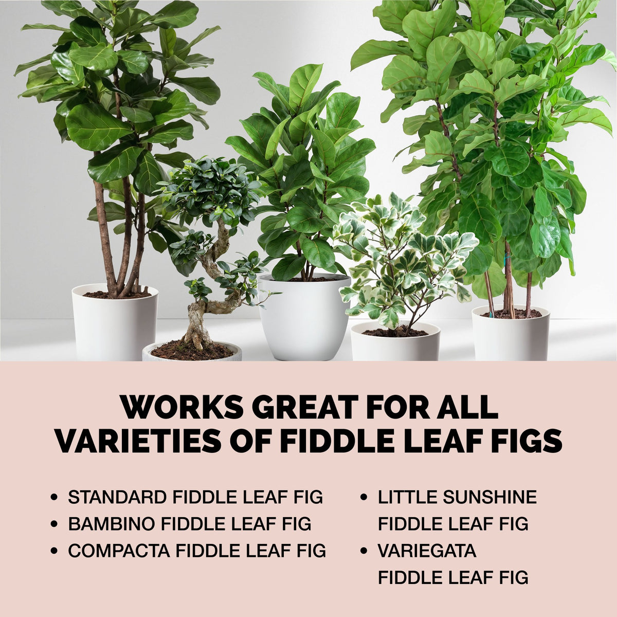 Fiddle Leaf Fig Plant Food — slide 6