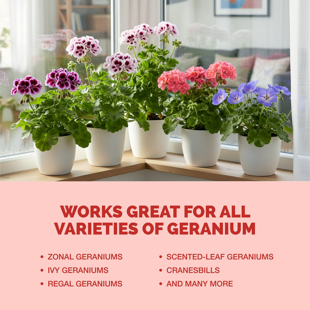 Geranium Fertilizer — slide 6