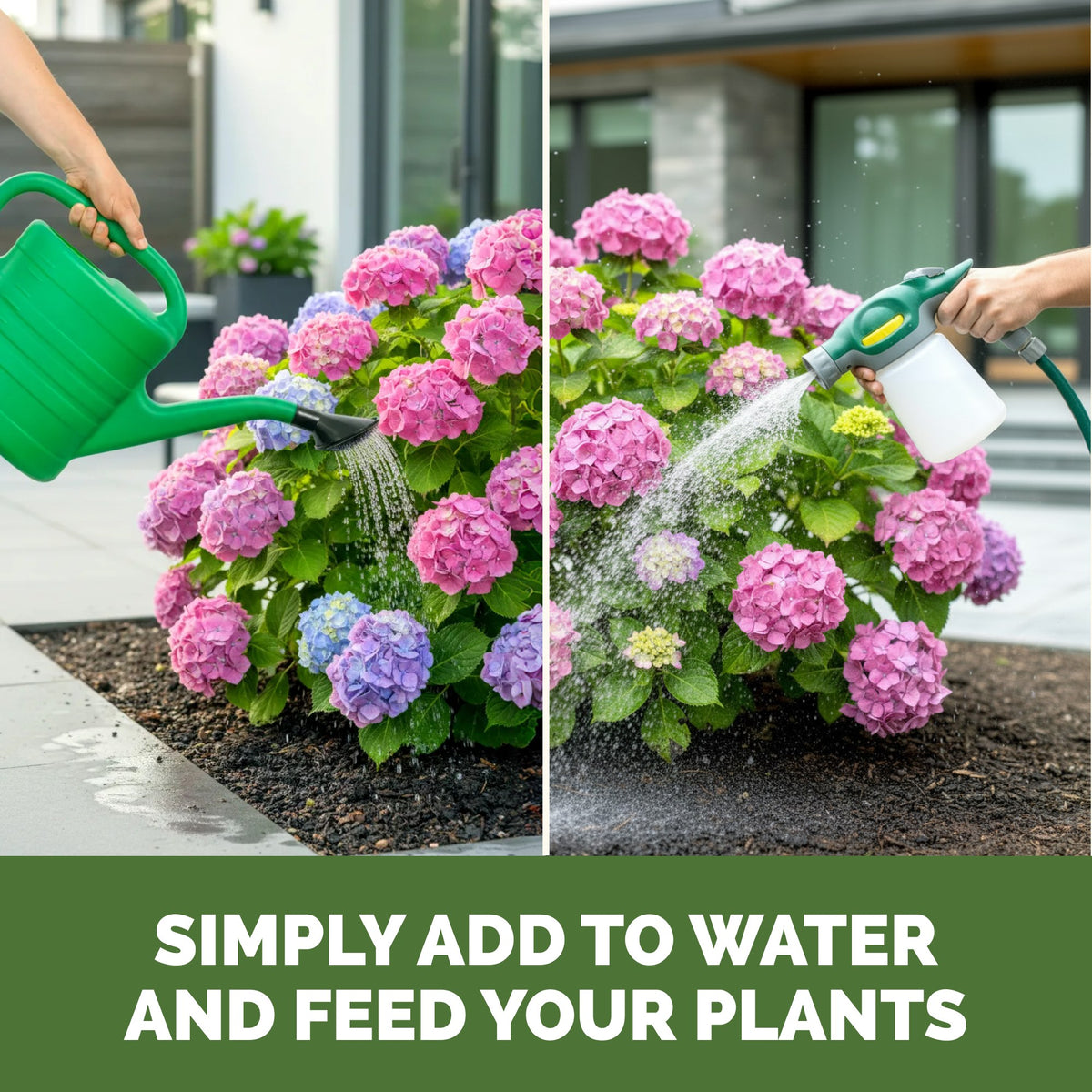 Feeding hydrangea with TPS Hydrangea Fertilizer by watering can or hose-end sprayer