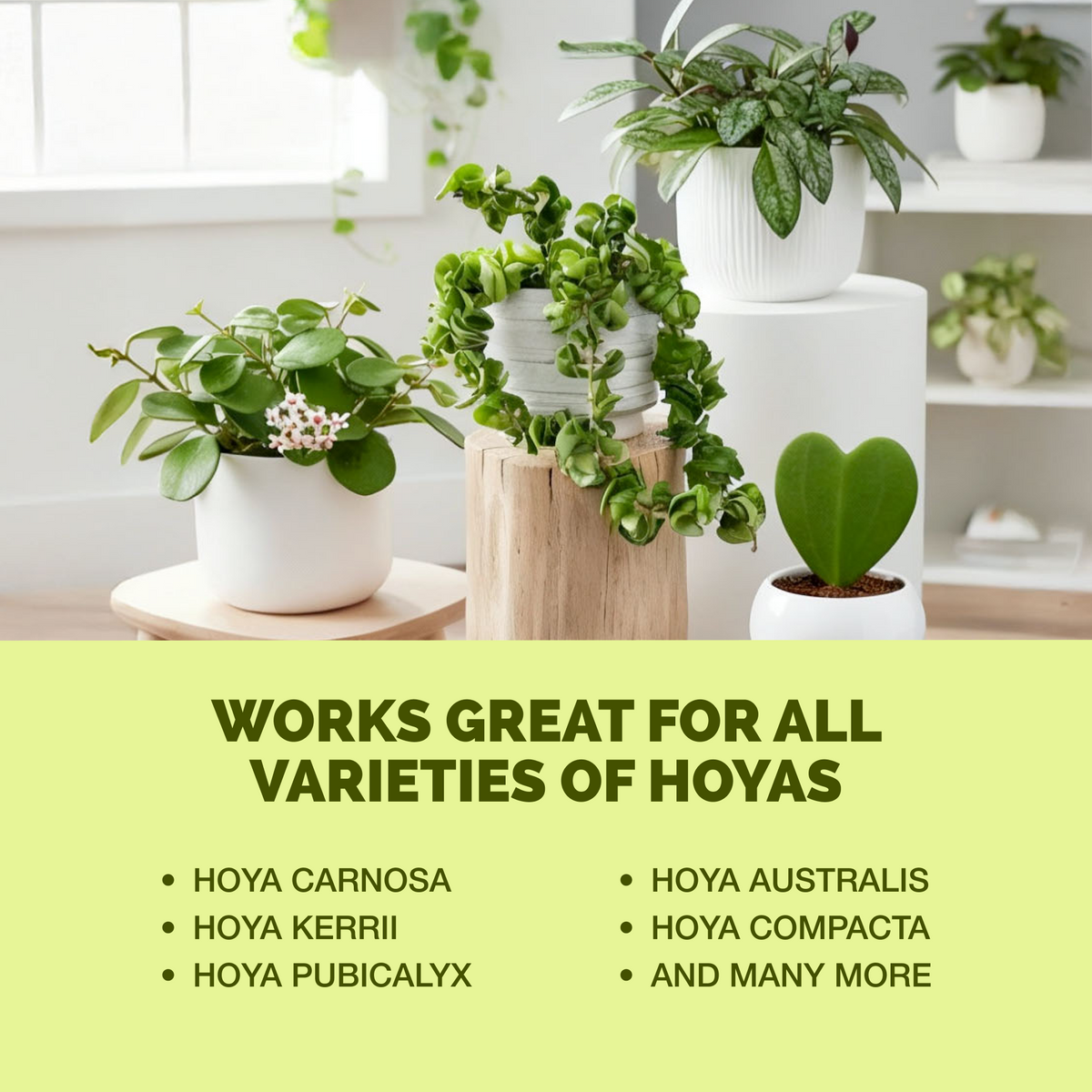 TPS Hoya Fertilizer works for all varieties of hoya [other]