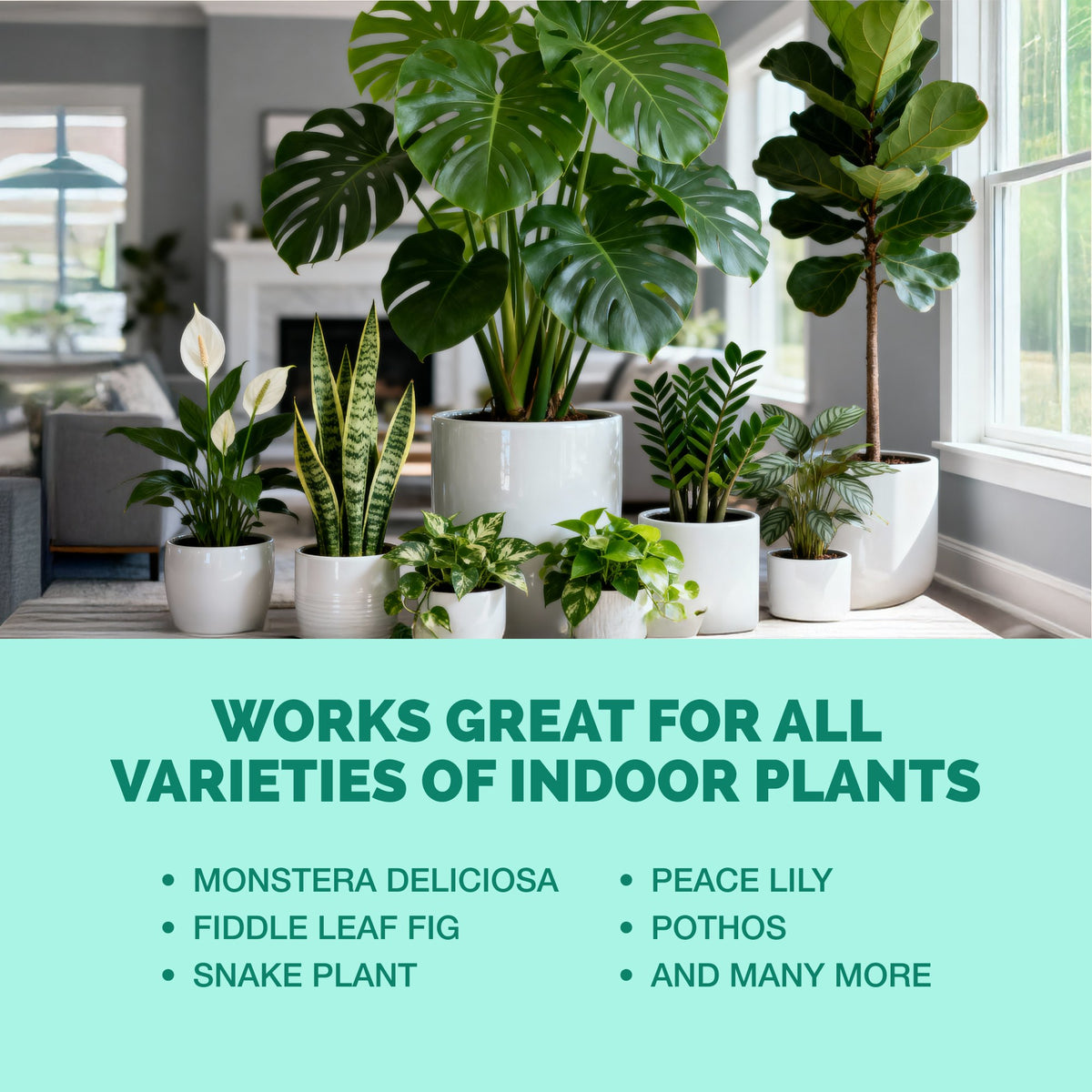 Indoor Plant Food — slide 6