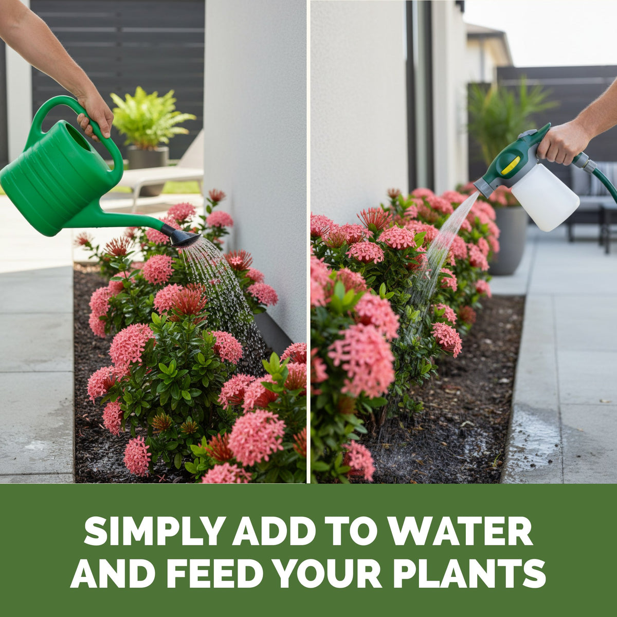 Feeding ixora with TPS Ixora Fertilizer by watering can or hose-end sprayer