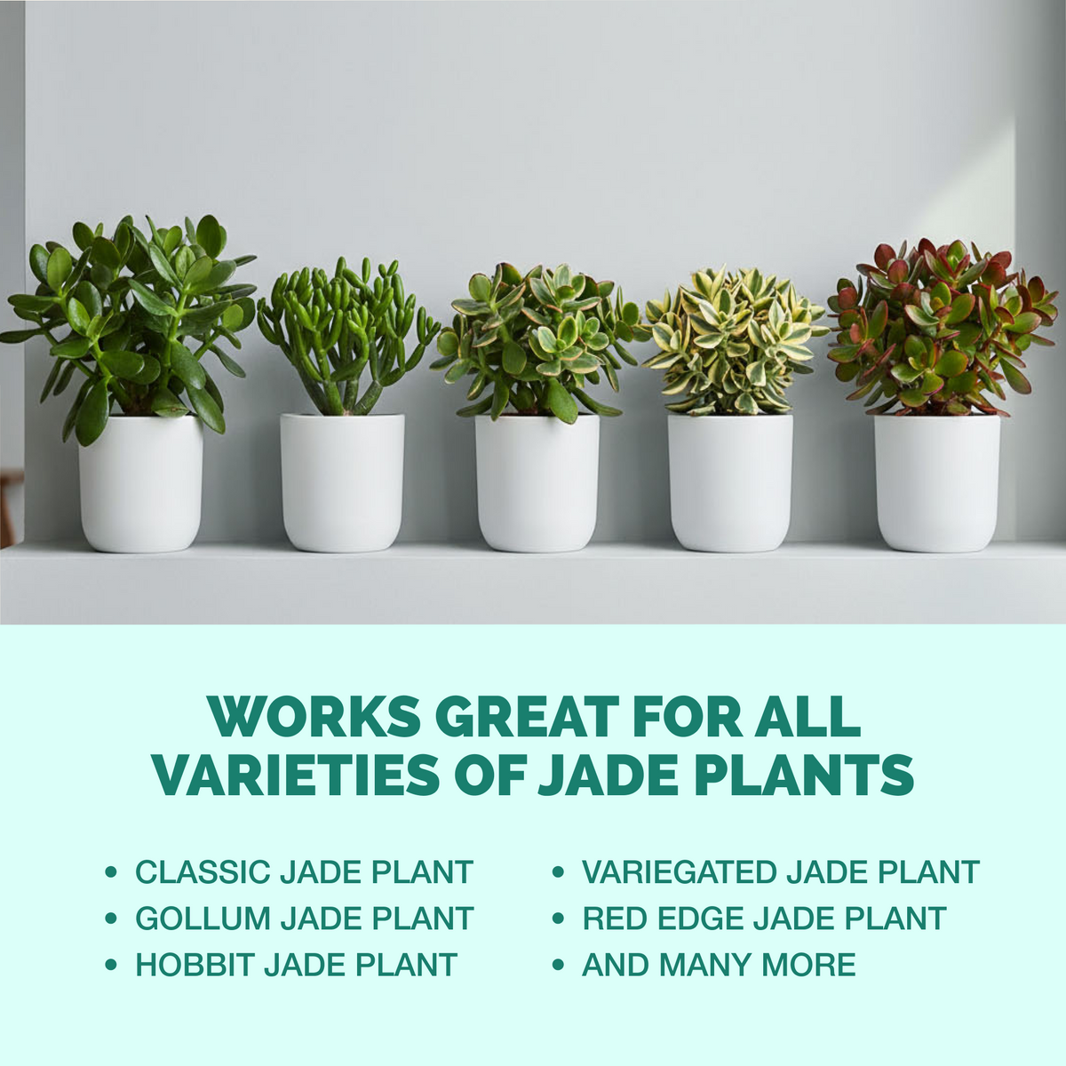 TPS Jade Fertilizer works for all varieties of jade [other]