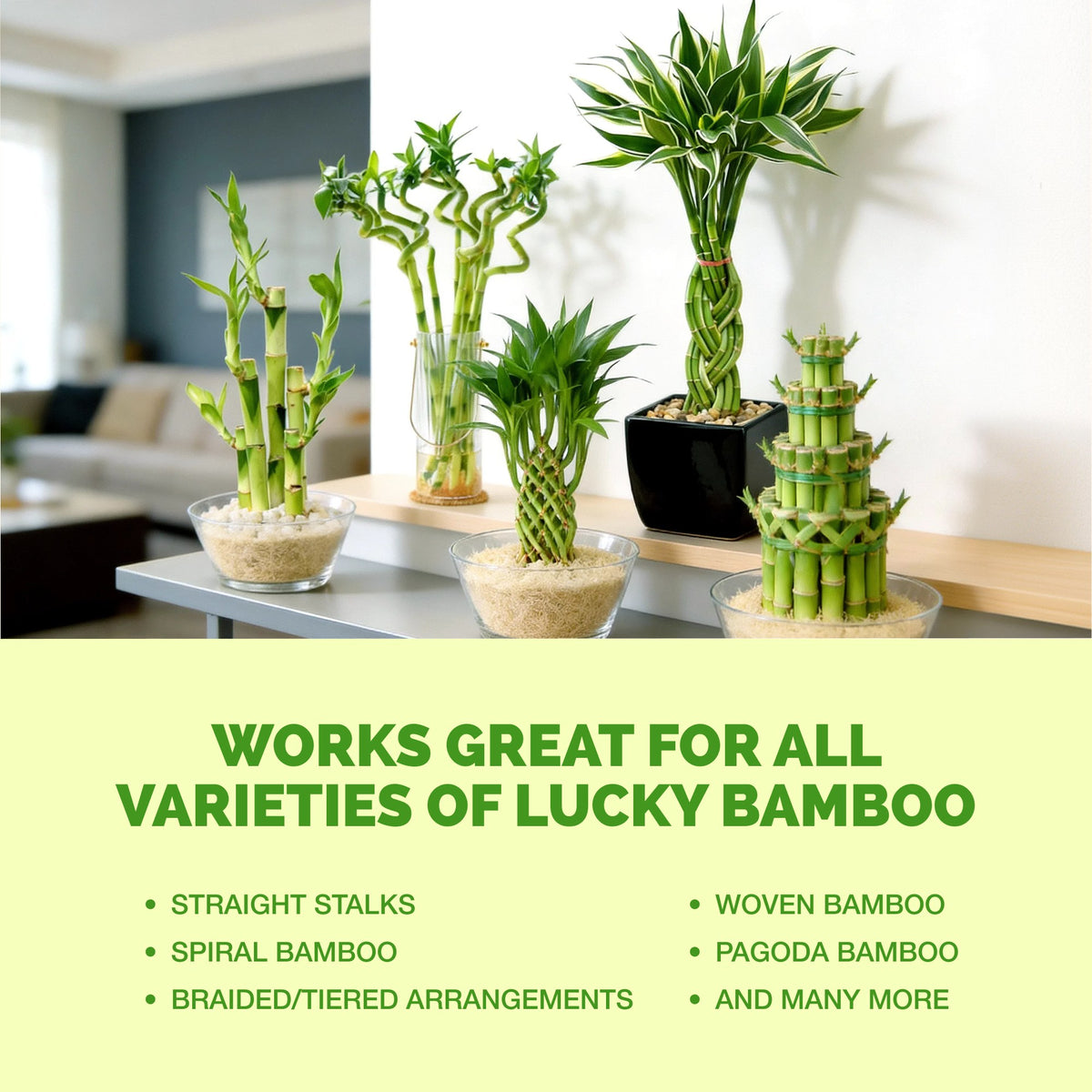 TPS Lucky Bamboo Fertilizer works for all varieties of lucky bamboo [other]